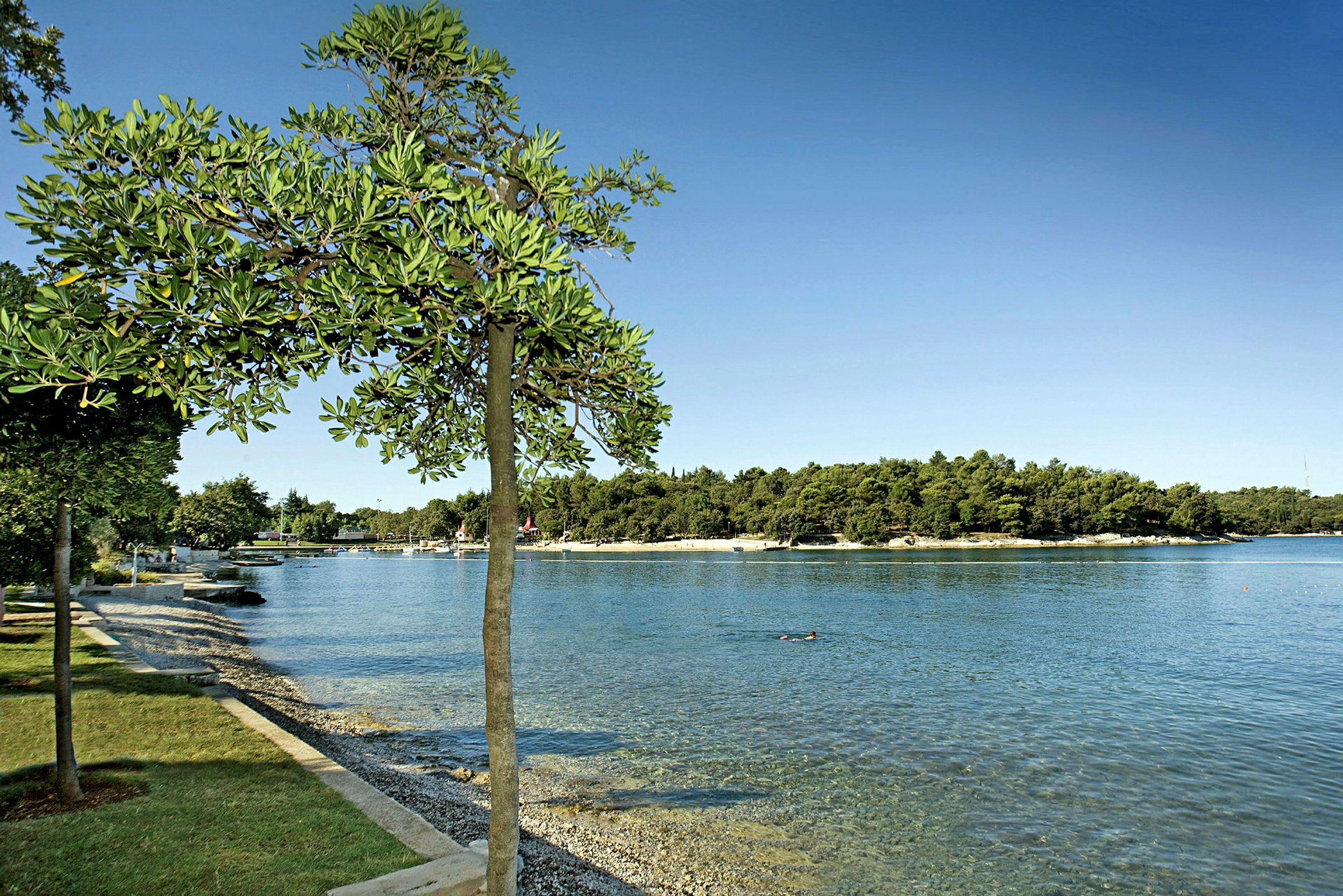 En strandpromenade med et tre i forgrunnen og vann med en svømmende person og en skogkledd strand i bakgrunnen. (AI-generert tekst)