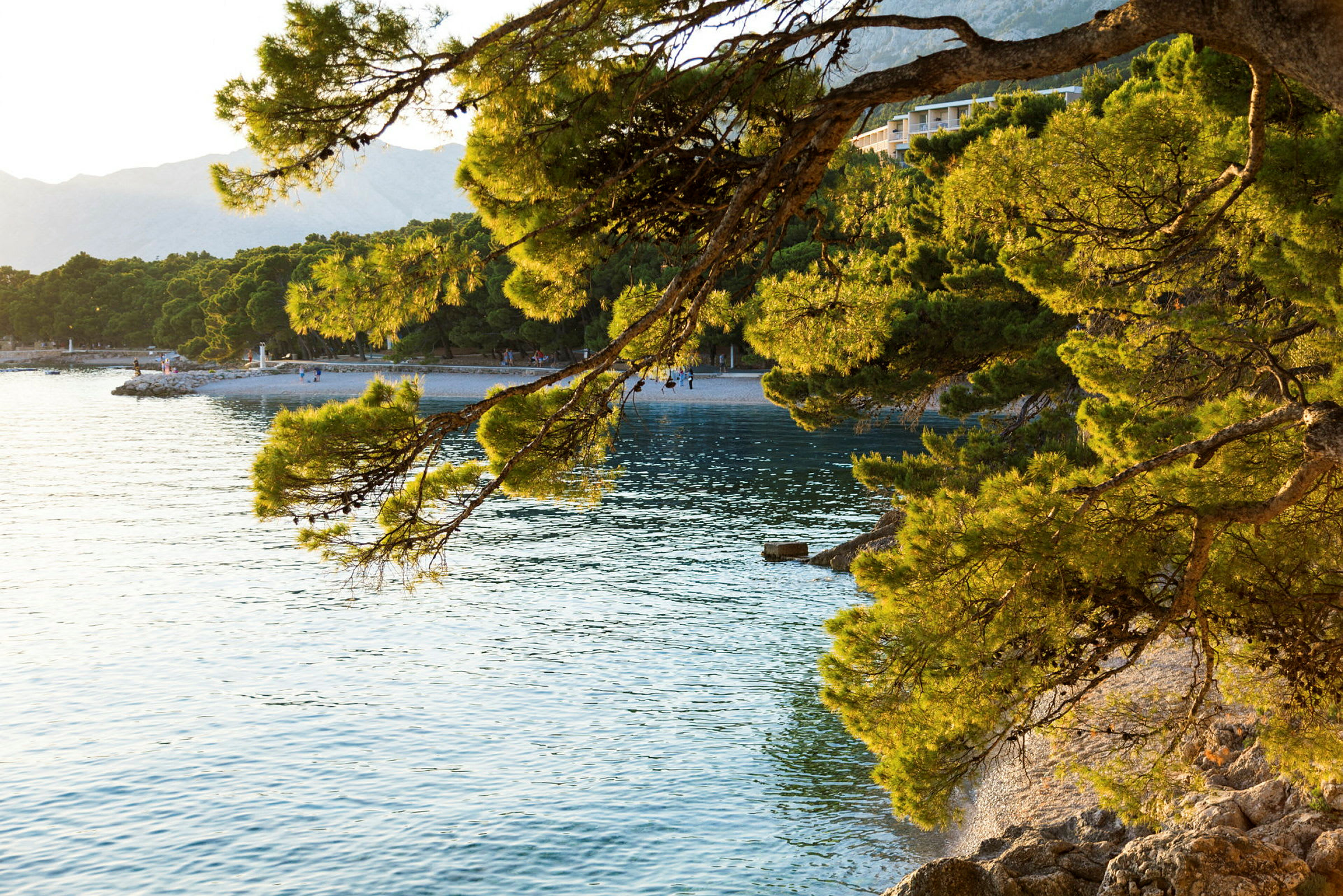 Strand med tregrener som strekker seg over vannet. (AI-generert tekst)