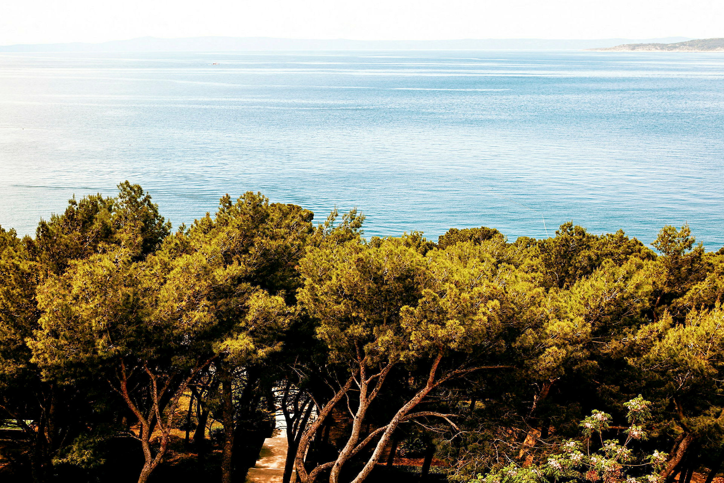 En utsikt over havet med frodig skog i forgrunnen. (AI-generert tekst)