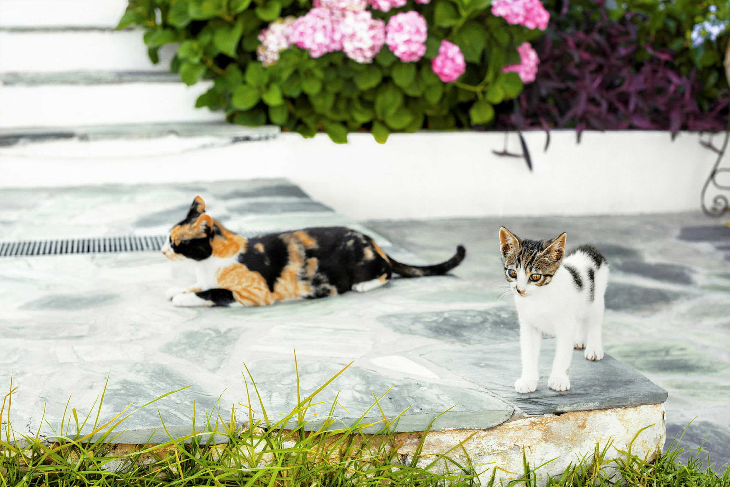 To katter, en liggende og en stående, ved en steinbelagt flate foran blomster. (AI-generert tekst)