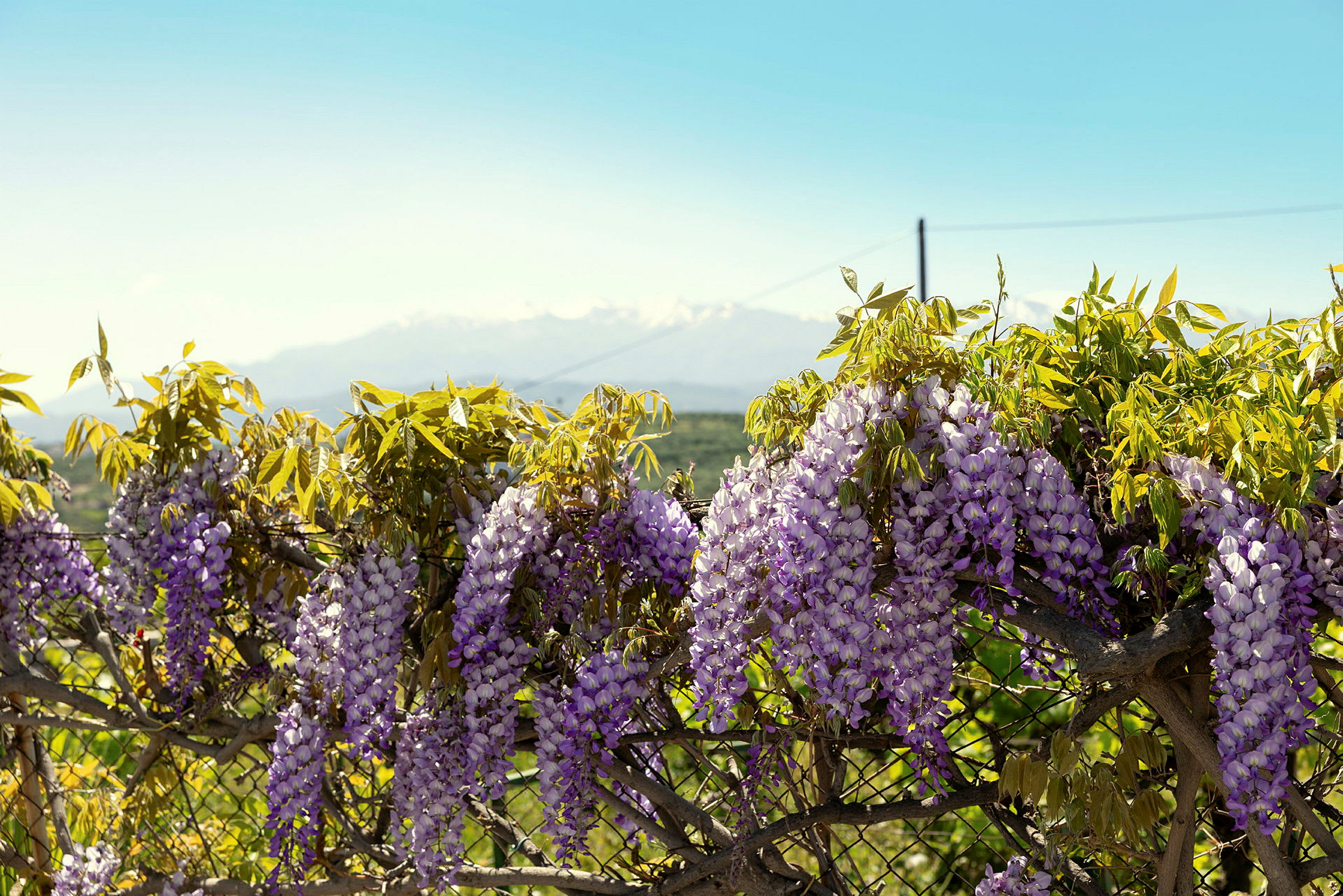 Lilla blomster henger fra en trestamme med fjell og klar himmel i bakgrunnen. (AI-generert tekst)