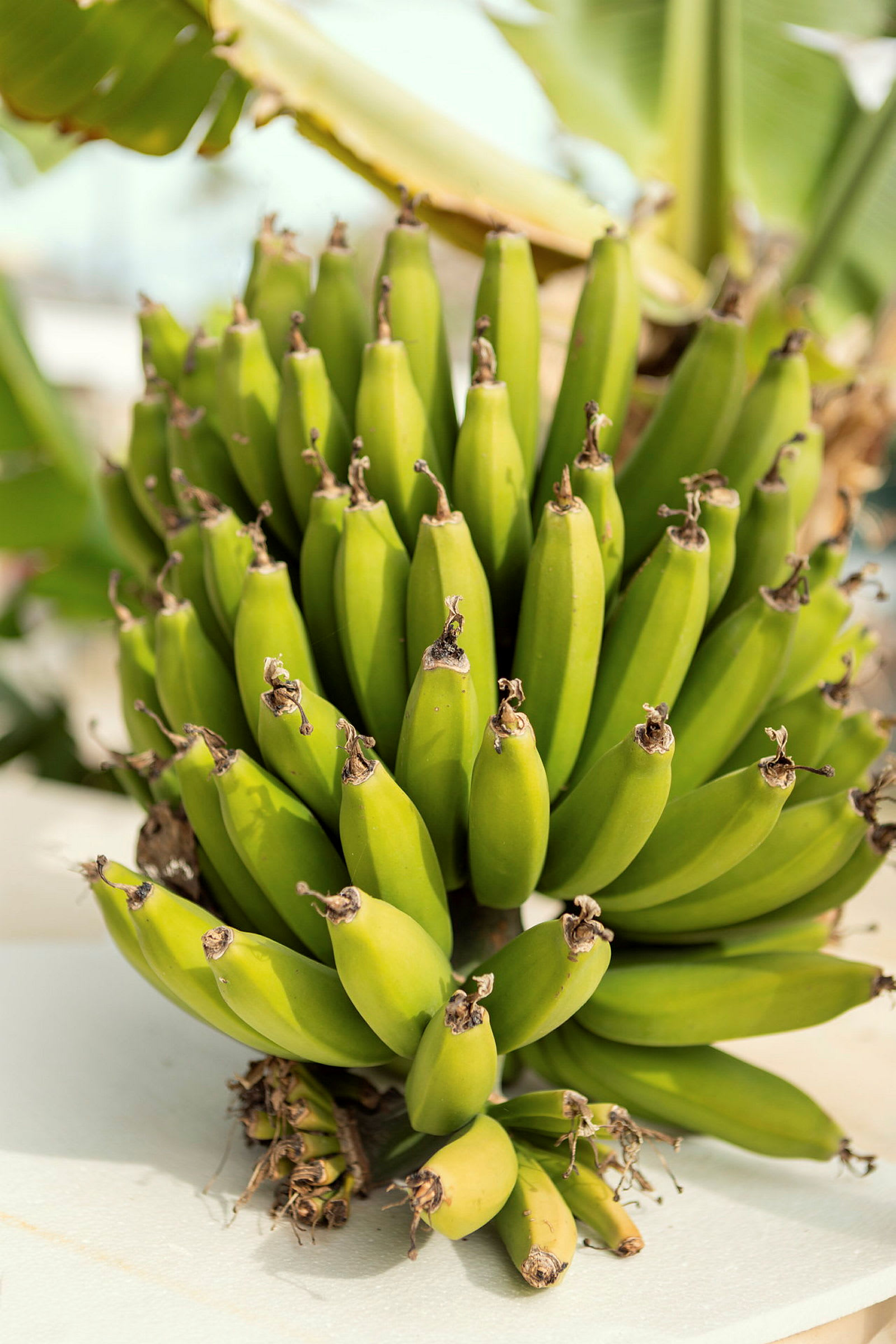 En klase grønne bananer mot en bakgrunn av grønne blader. (AI-generert tekst)