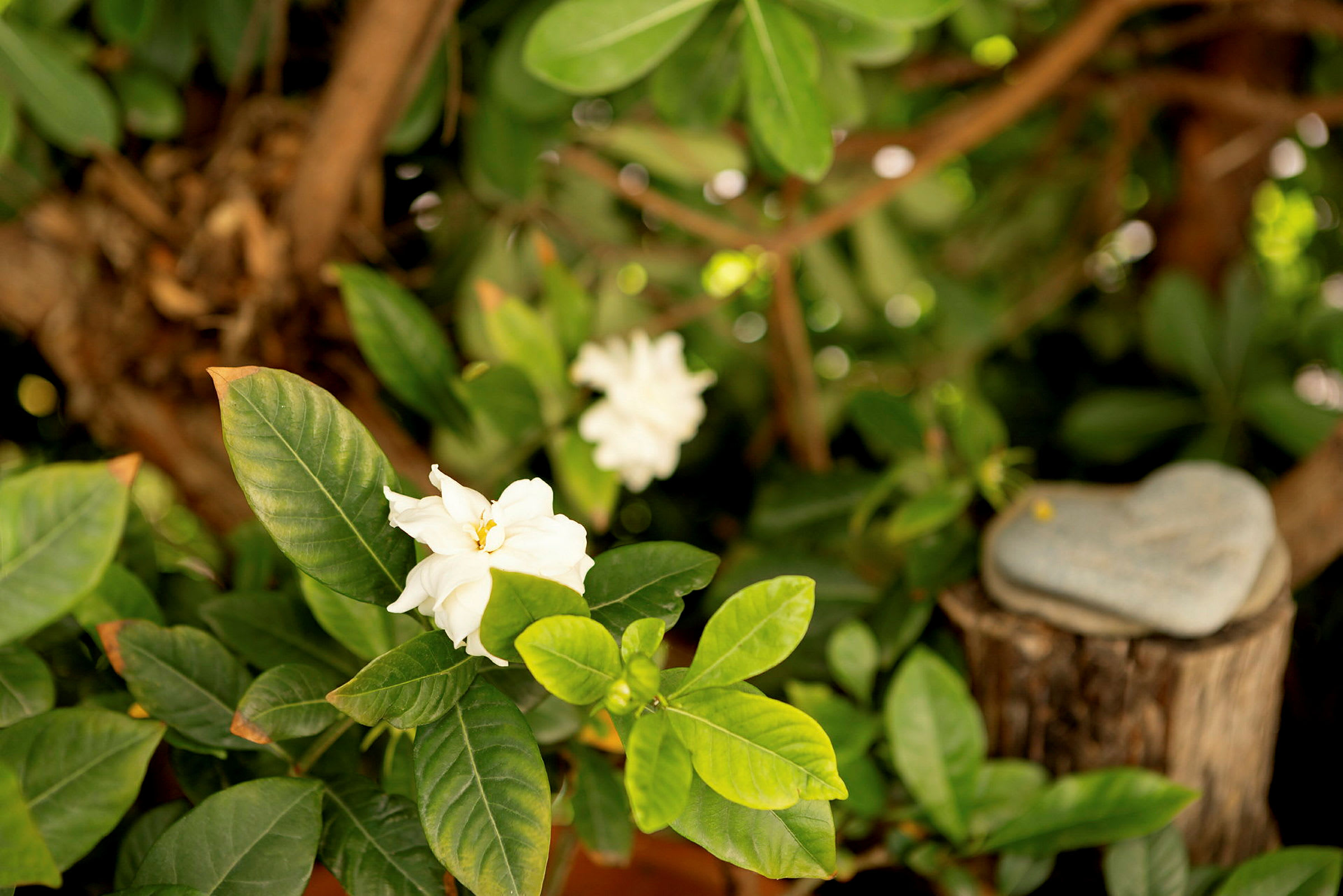 En hvit blomst med grønne blader omgitt av en trelignende bakgrunn. (AI-generert tekst)