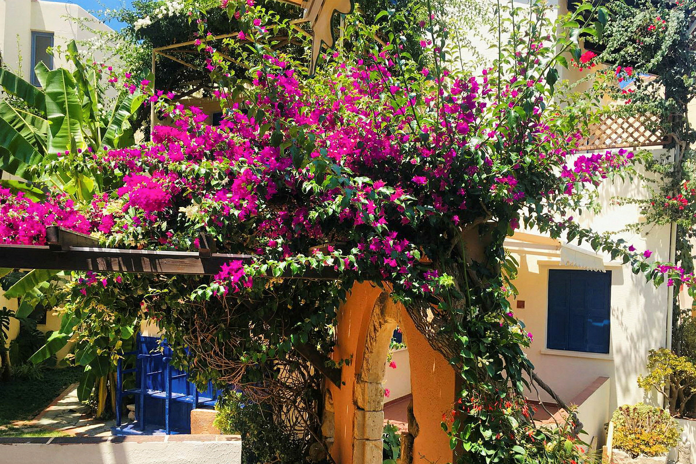En pergola med fargerike rosa blomster og grønne planter ved siden av en bygning. (AI-generert tekst)