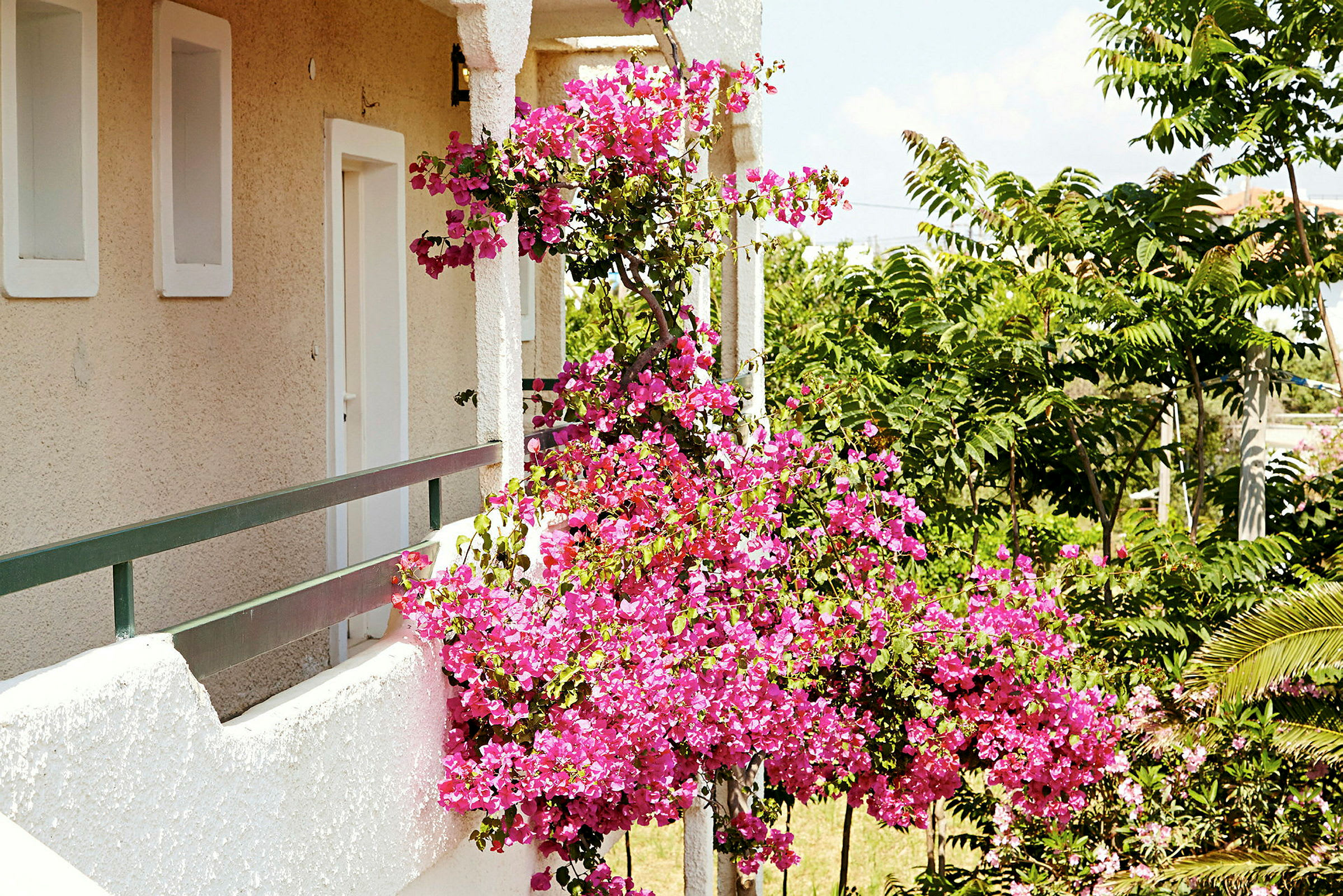 Bildet viser en balkong med blomstrende bougainvillea og grønne trær i bakgrunnen. (AI-generert tekst)