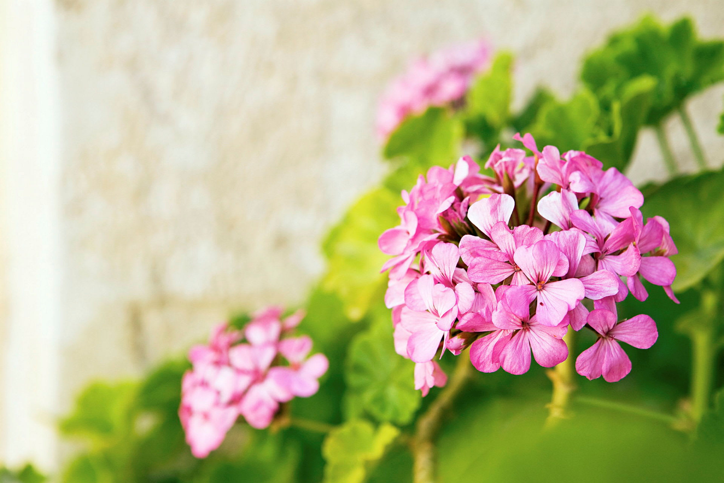 Nærbilde av rosa blomster med grønne blader i bakgrunnen. (AI-generert tekst)