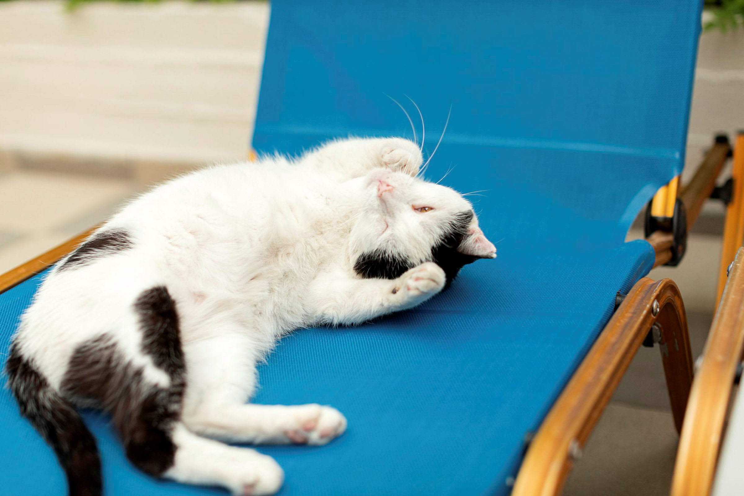 En hvit og svart katt ligger på en blå solseng. (AI-generert tekst)