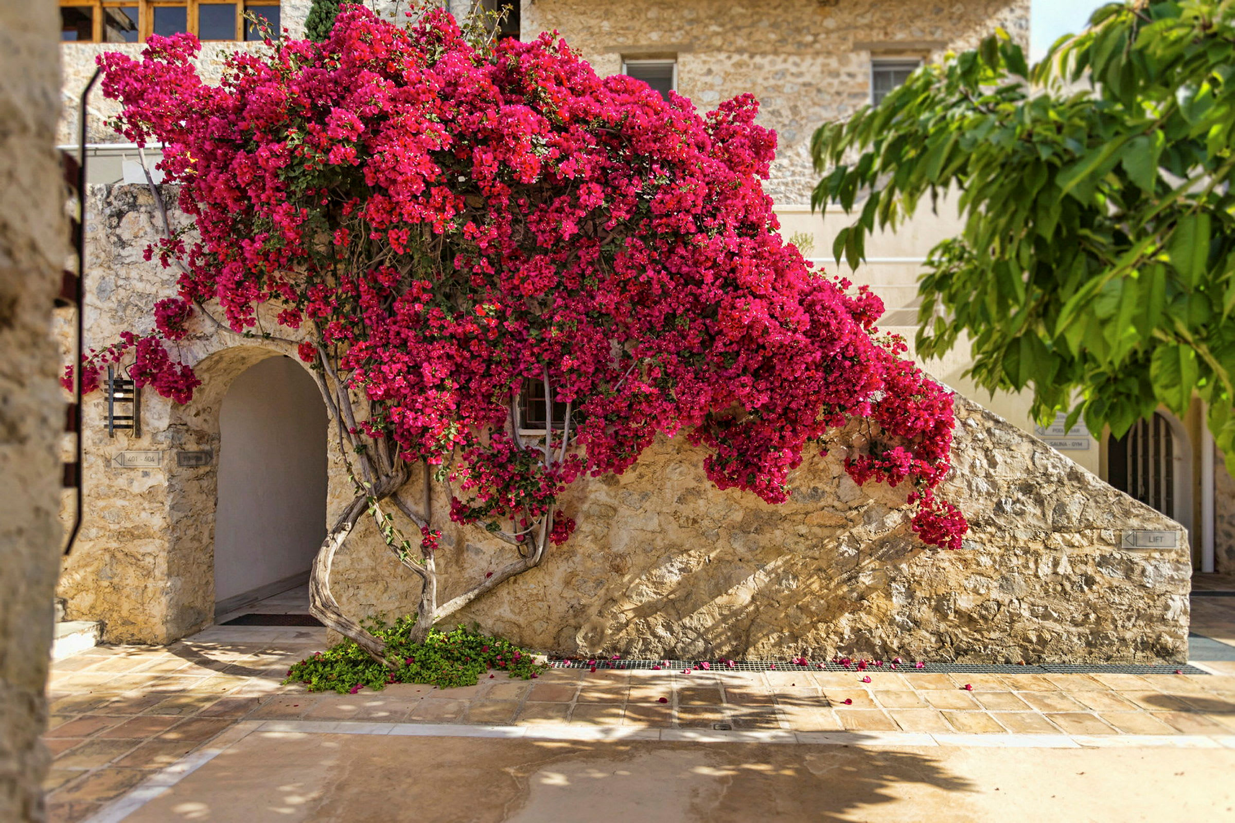 En husfasade med rosa blomster som klatrer på en steinmur. (AI-generert tekst)