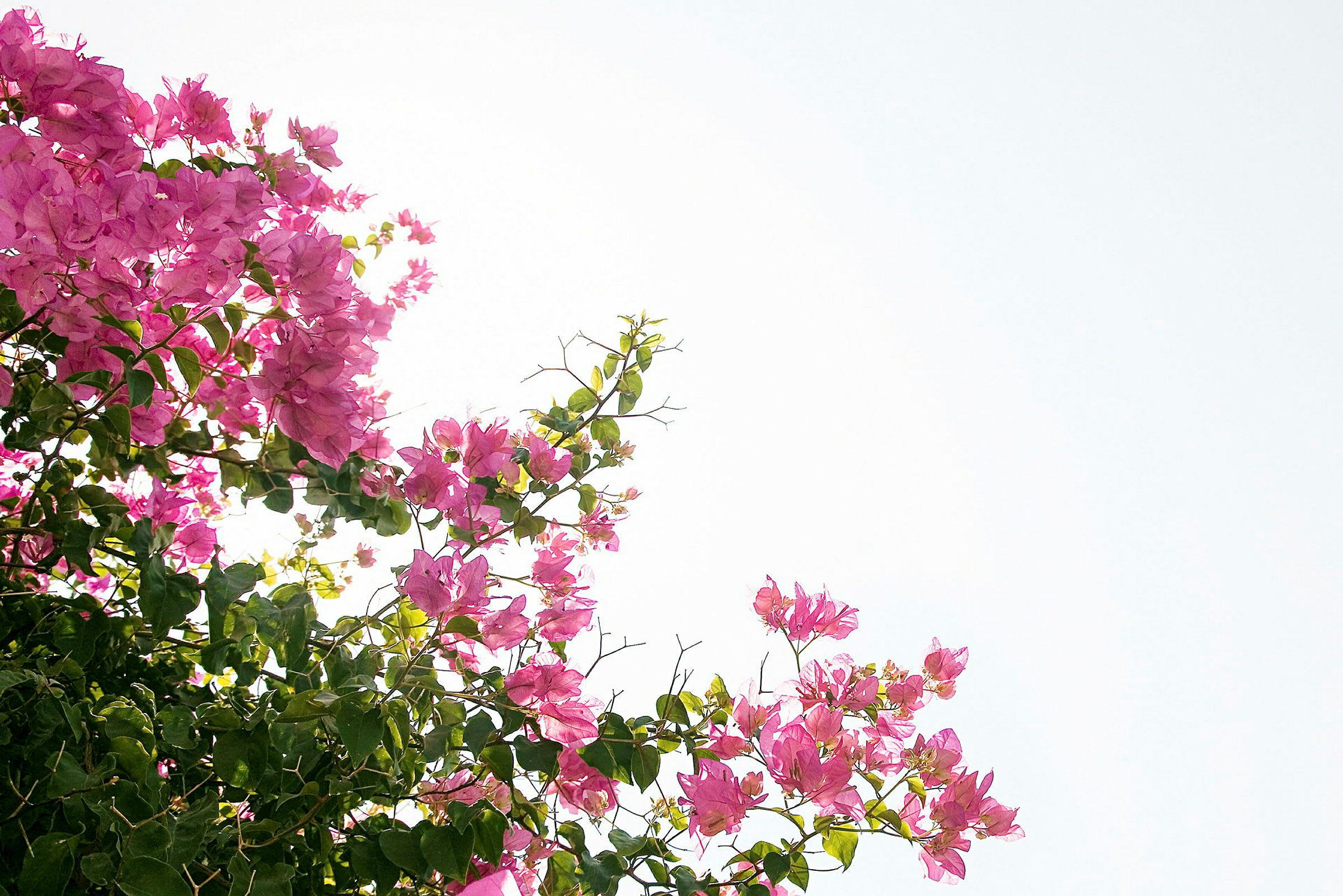 Greiner med rosa blomster og grønne blader mot en lys himmel. (AI-generert tekst)