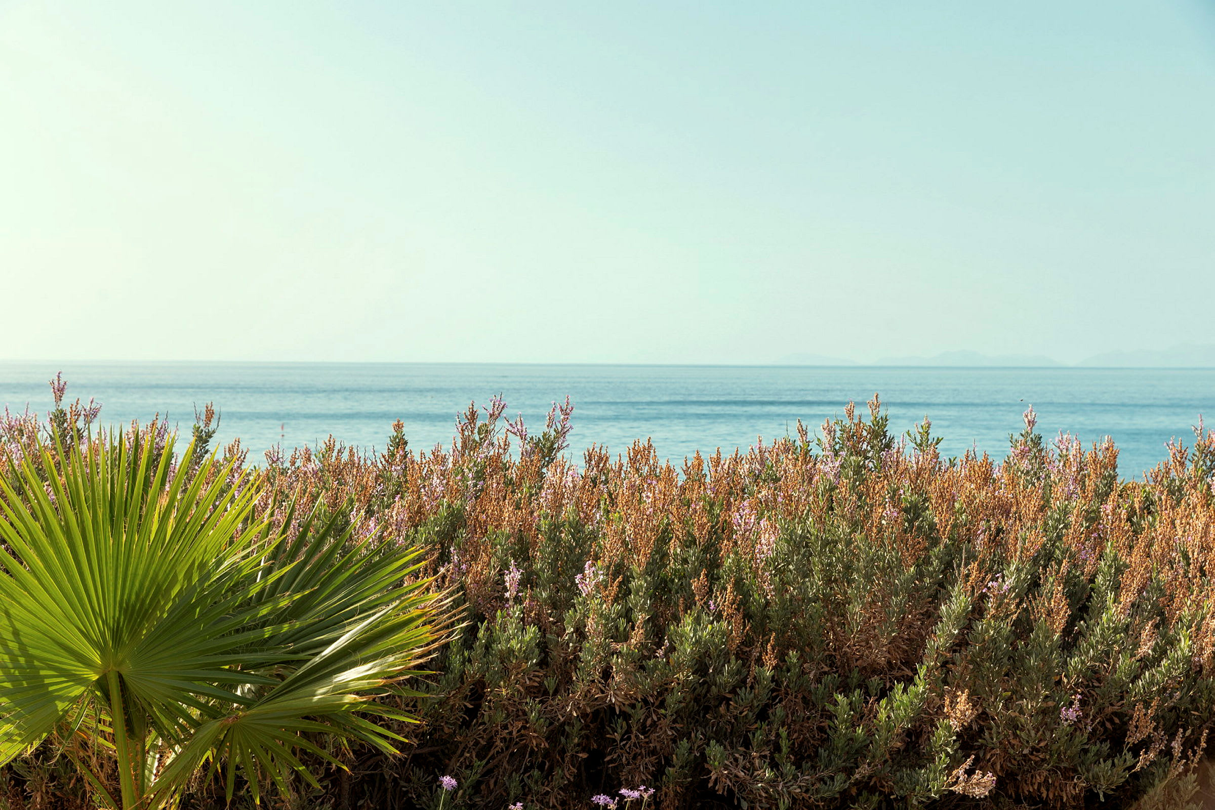 En palmeblad og blomstrende busker ved havet. (AI-generert tekst)