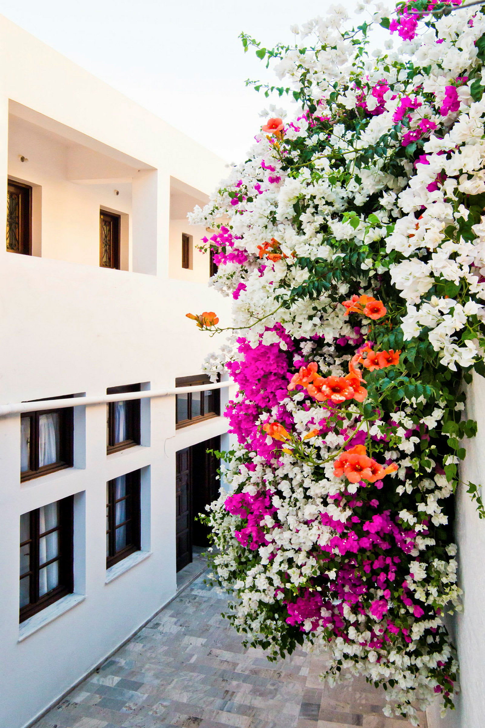 Hvit bygning med bougainvillea i forskjellige farger, inkludert hvit, rosa og oransje. (AI-generert tekst)