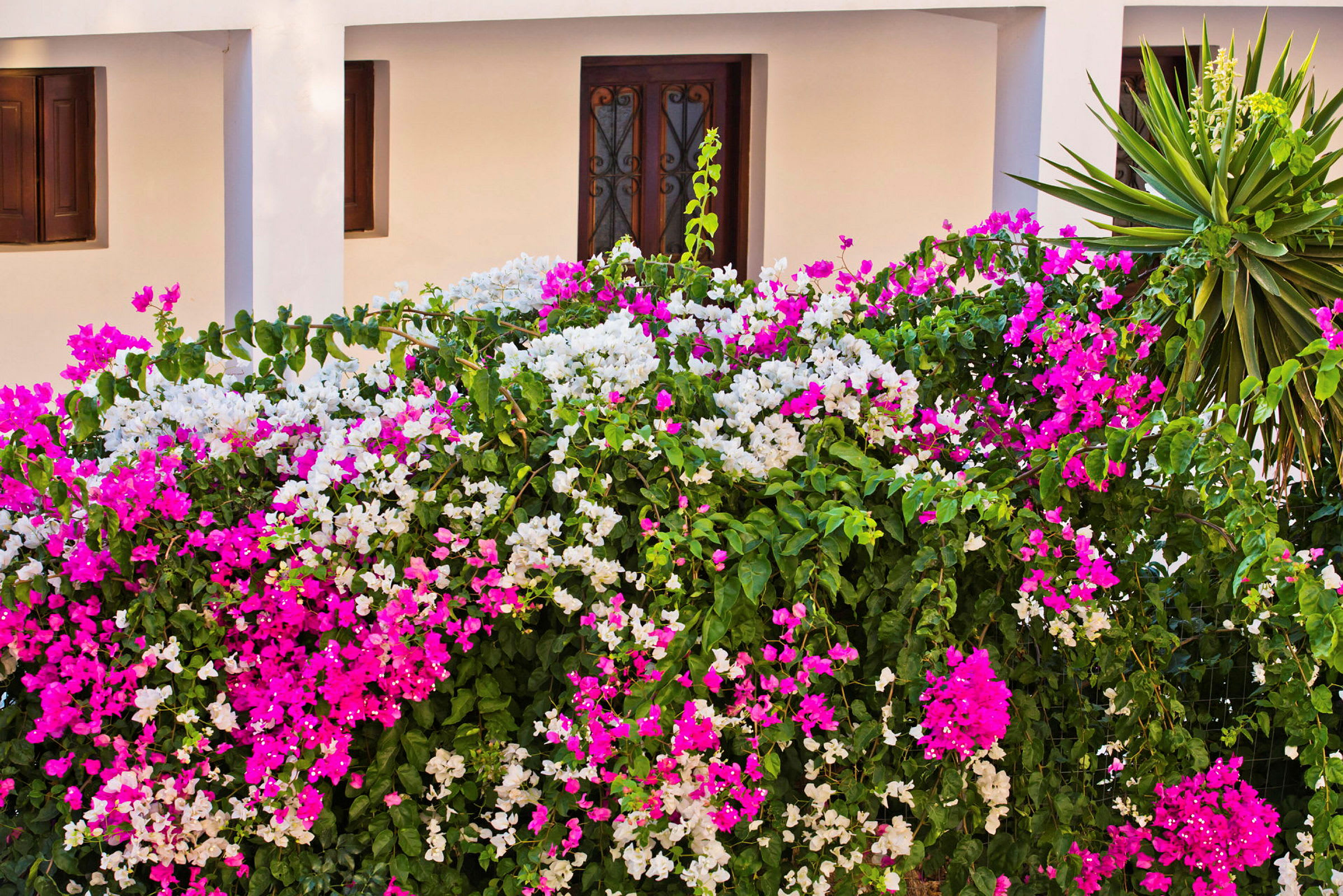 Hvit bygning med en blomstrende bougainvillea busk med rosa og hvite blomster foran. (AI-generert tekst)