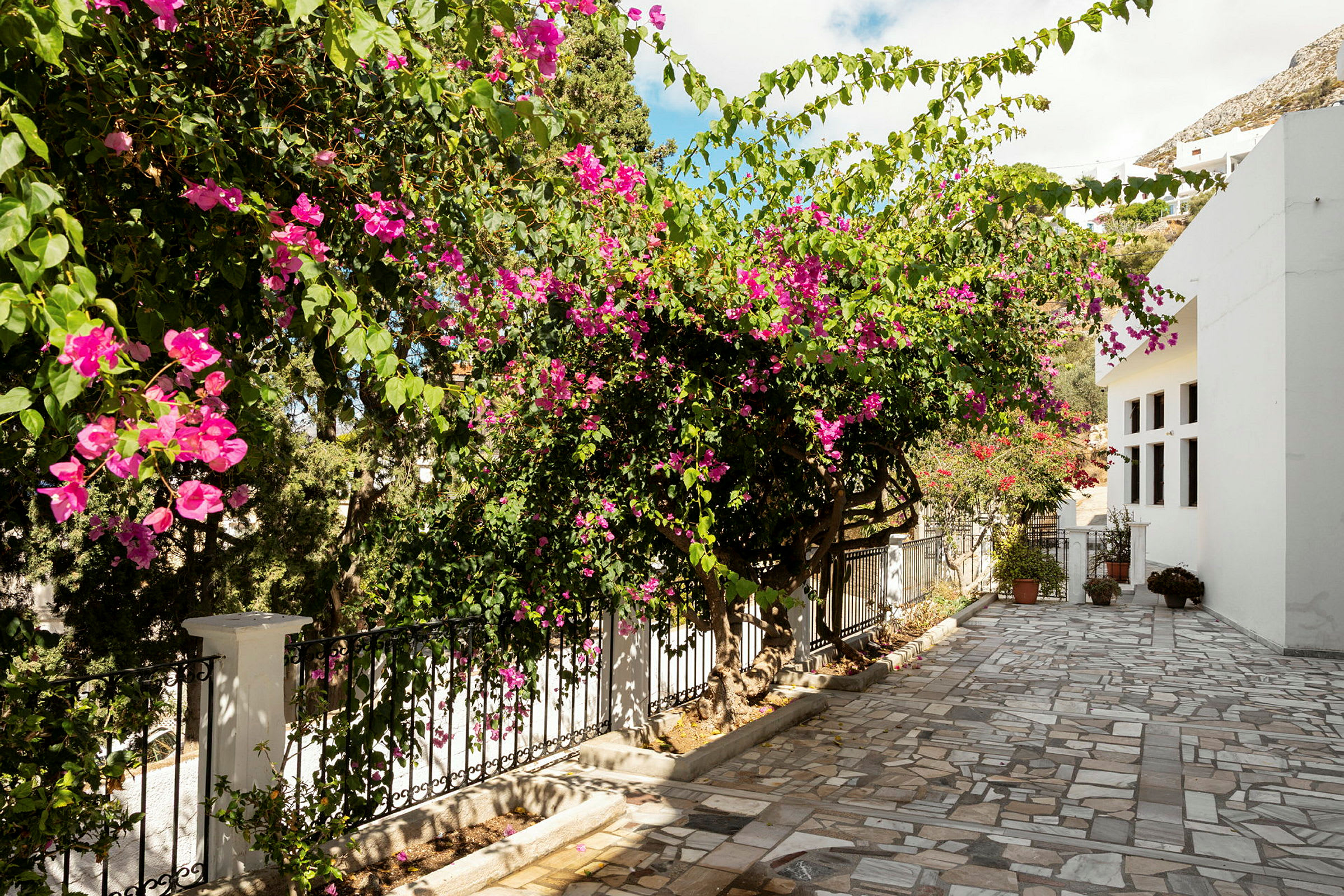 En steinlagt gang med blomstrende bougainvillea og et hvitt hus. (AI-generert tekst)