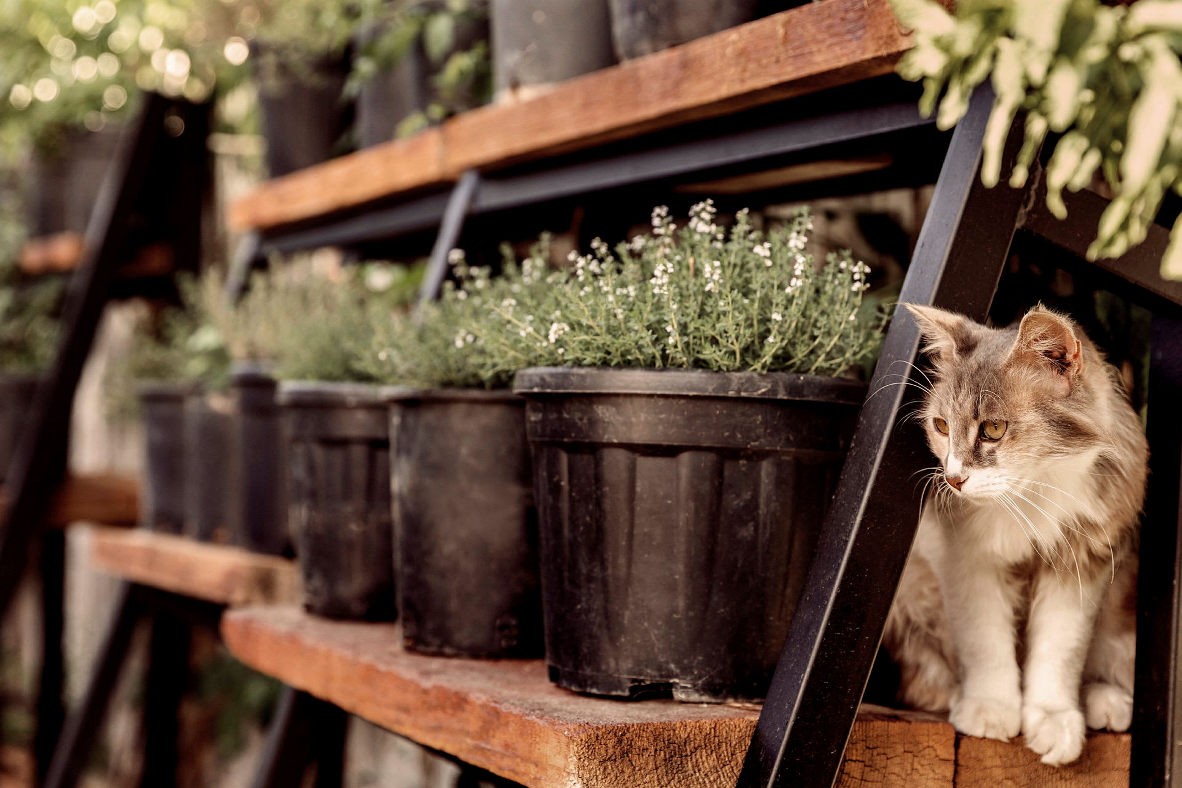 En katt sitter ved siden av svarte plastpotter med planter. (AI-generert tekst)