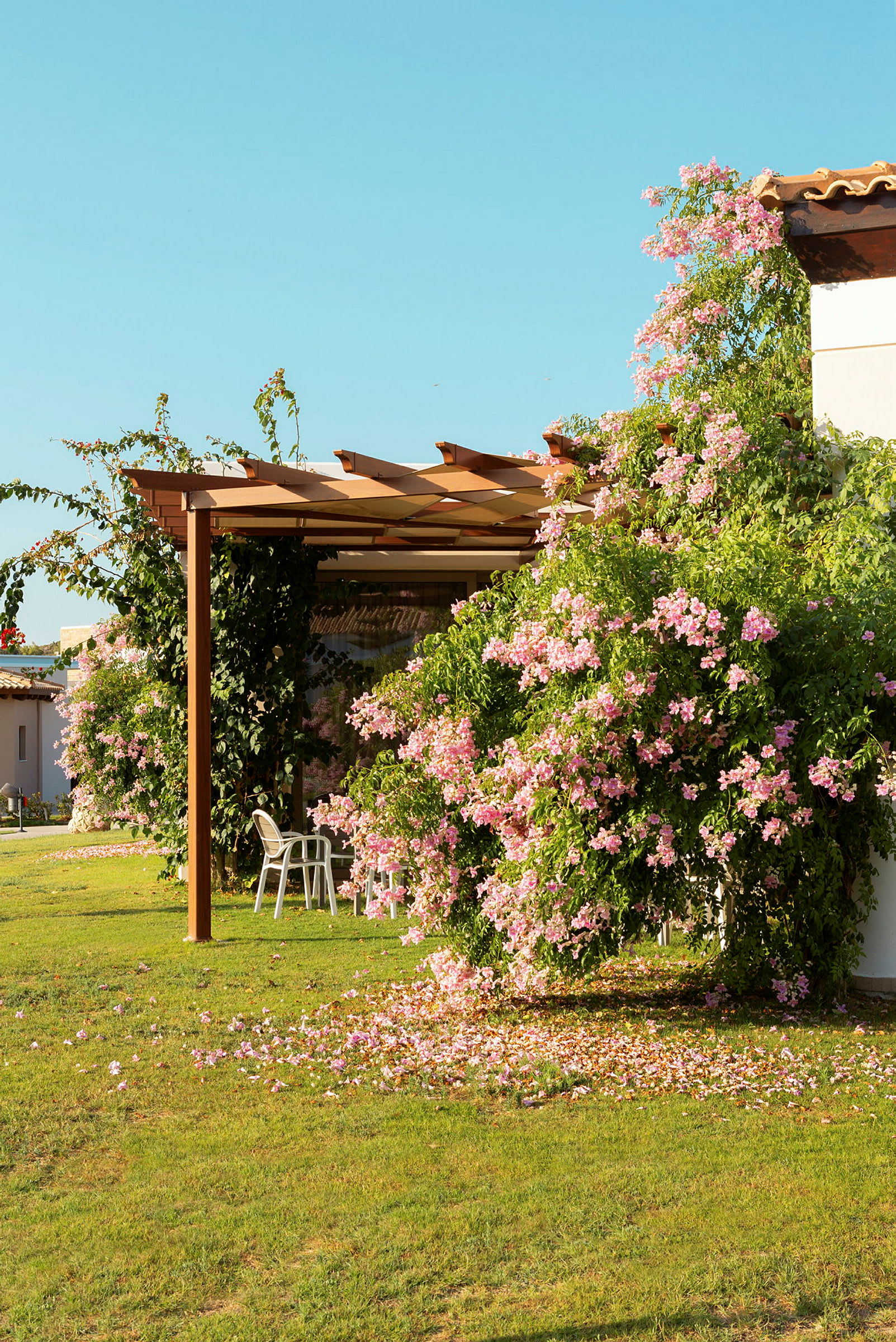 En pergola med klatreplanter som blomstrer med rosa blomster. (AI-generert tekst)