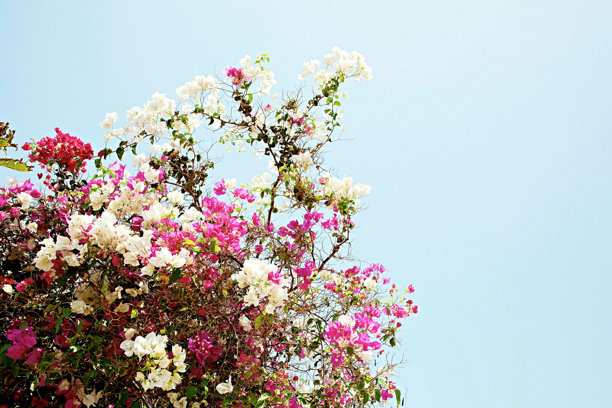 Gren med hvite og rosa blomster mot en blå himmel. (AI-generert tekst)