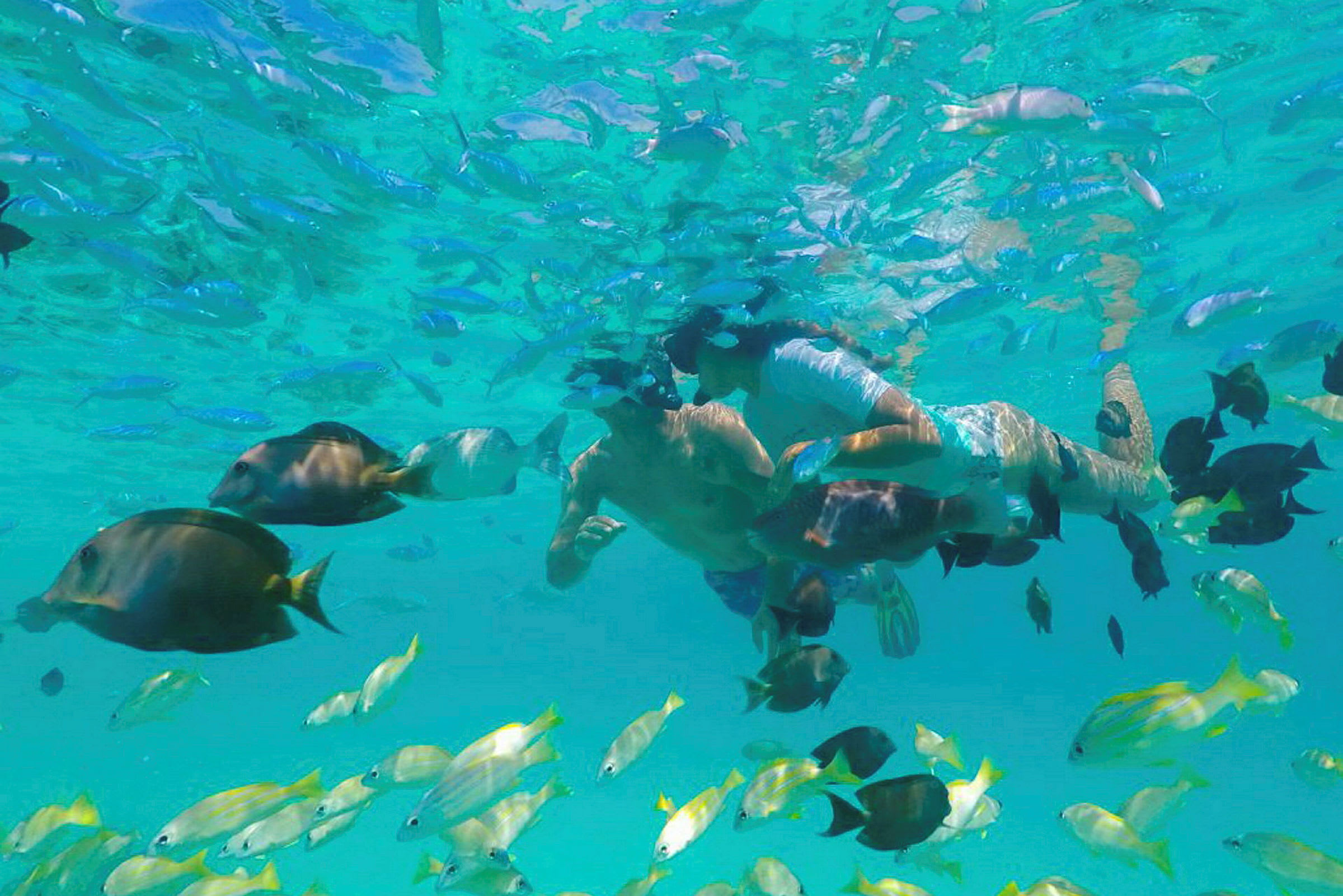 To personer snorkler under vann omgitt av fargerike fisker. (AI-generert tekst)