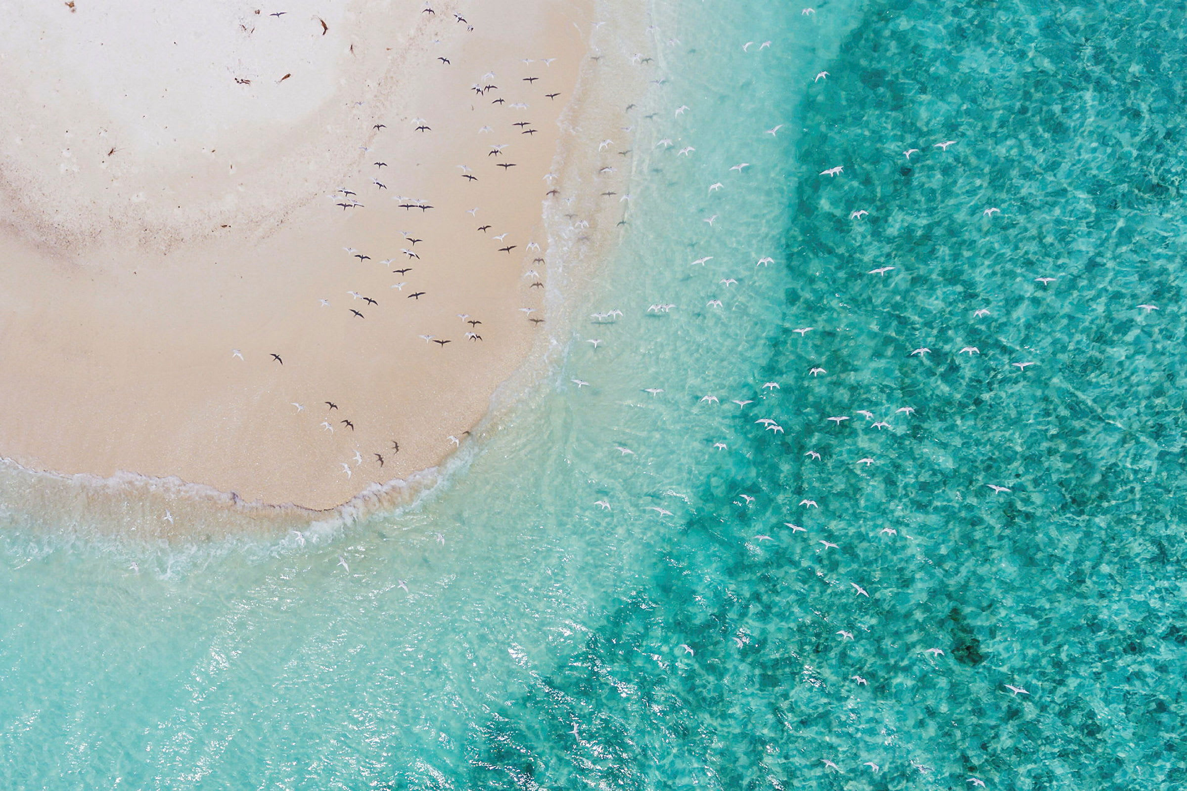 Flyfoto av en sandstrand med fugler både på land og over havet. (AI-generert tekst)