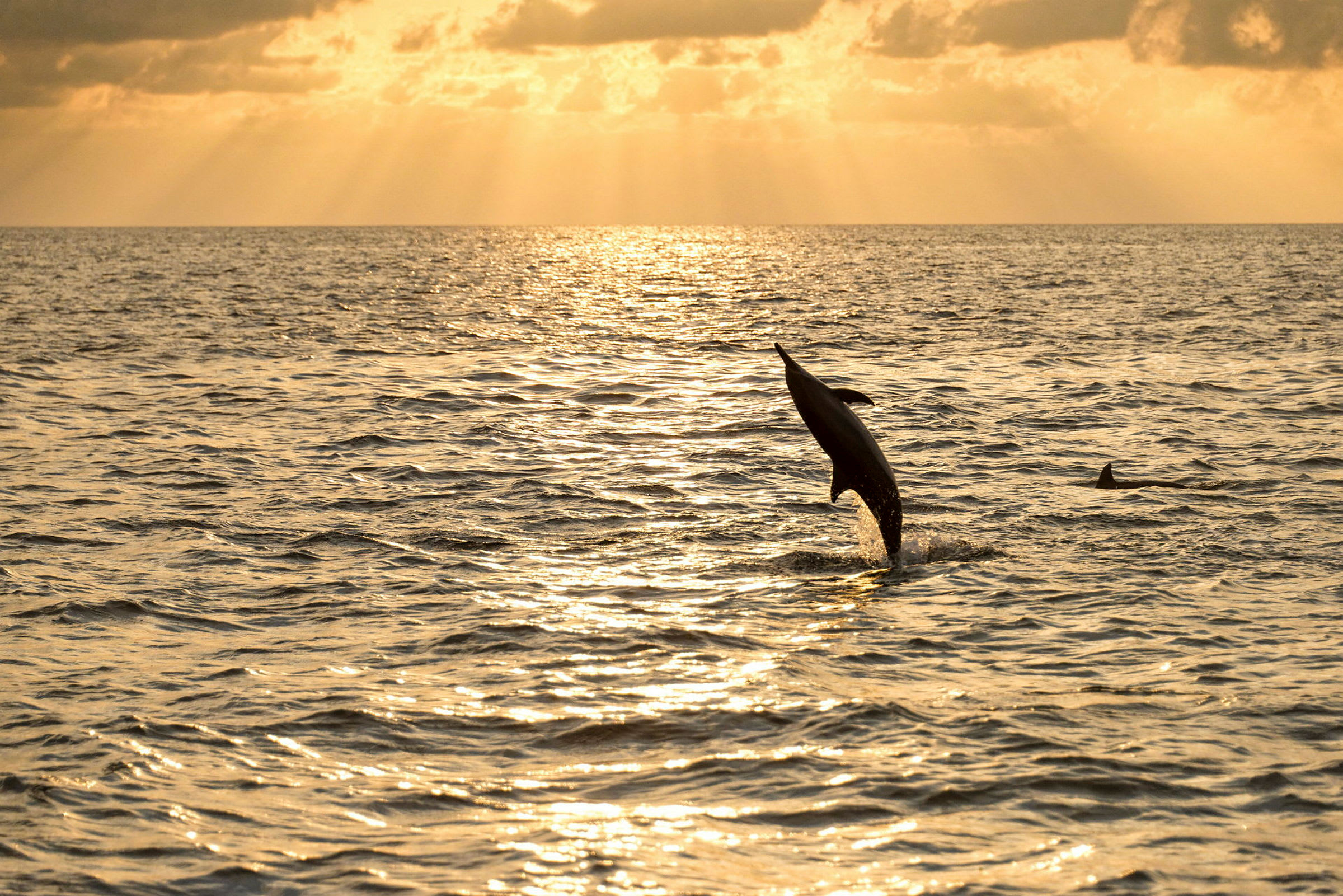 En hoppende delfin i havet ved solnedgang. (AI-generert tekst)