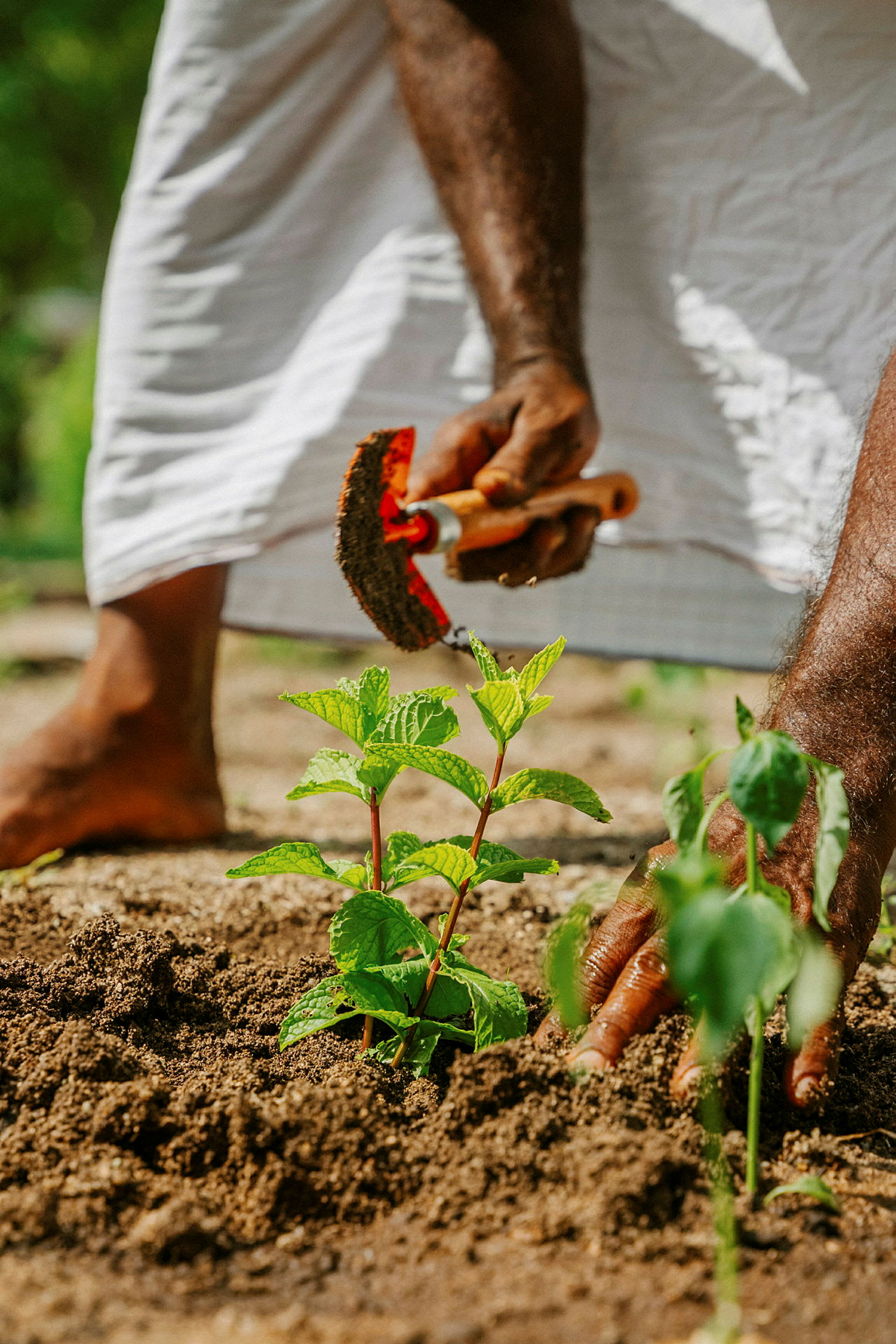En person jobber i en jordhage med en liten spade og planterer en grønn plante. (AI-generert tekst)