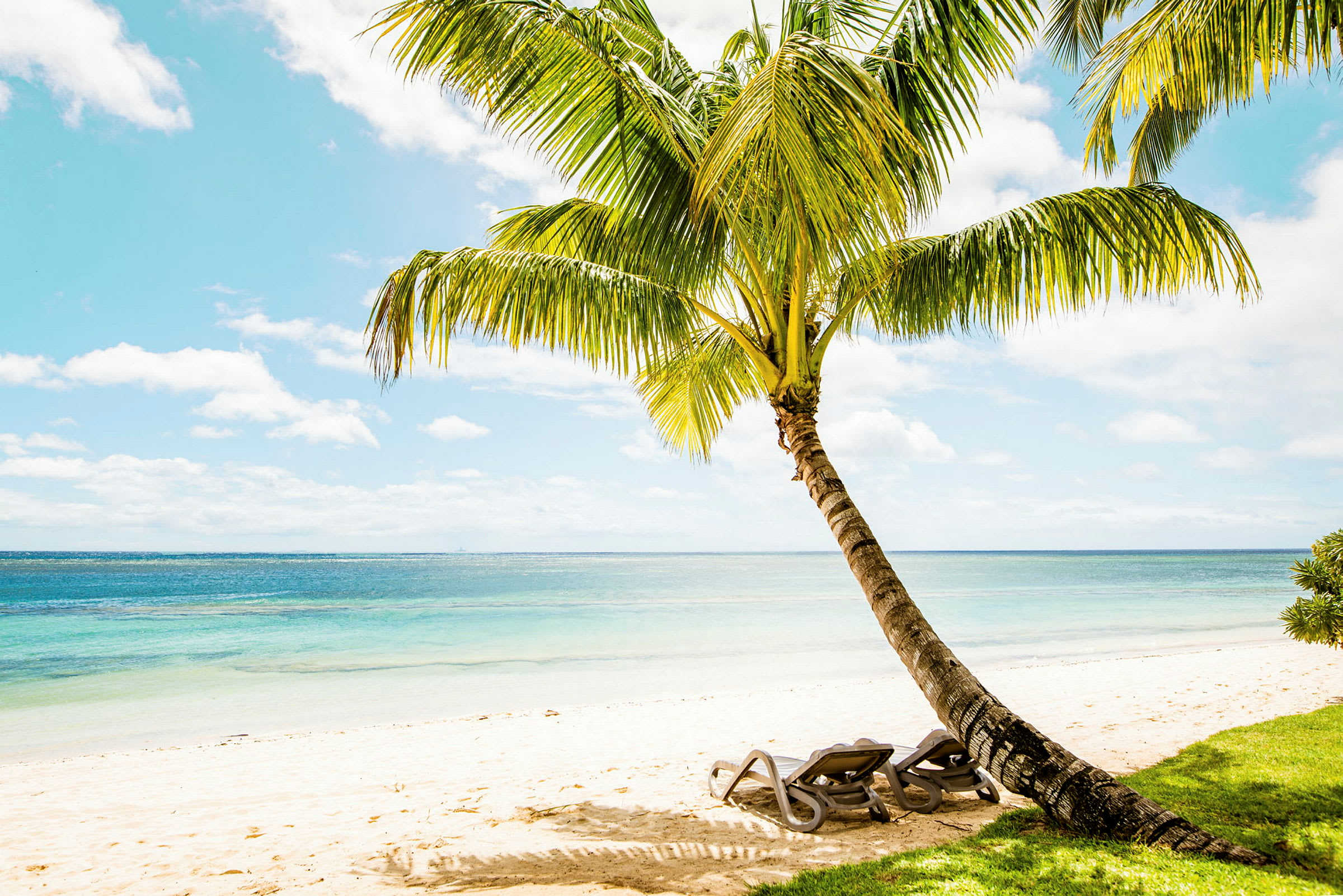 En strand med en palme som lener seg mot havet. To solsenger står på sanden. (AI-generert tekst)