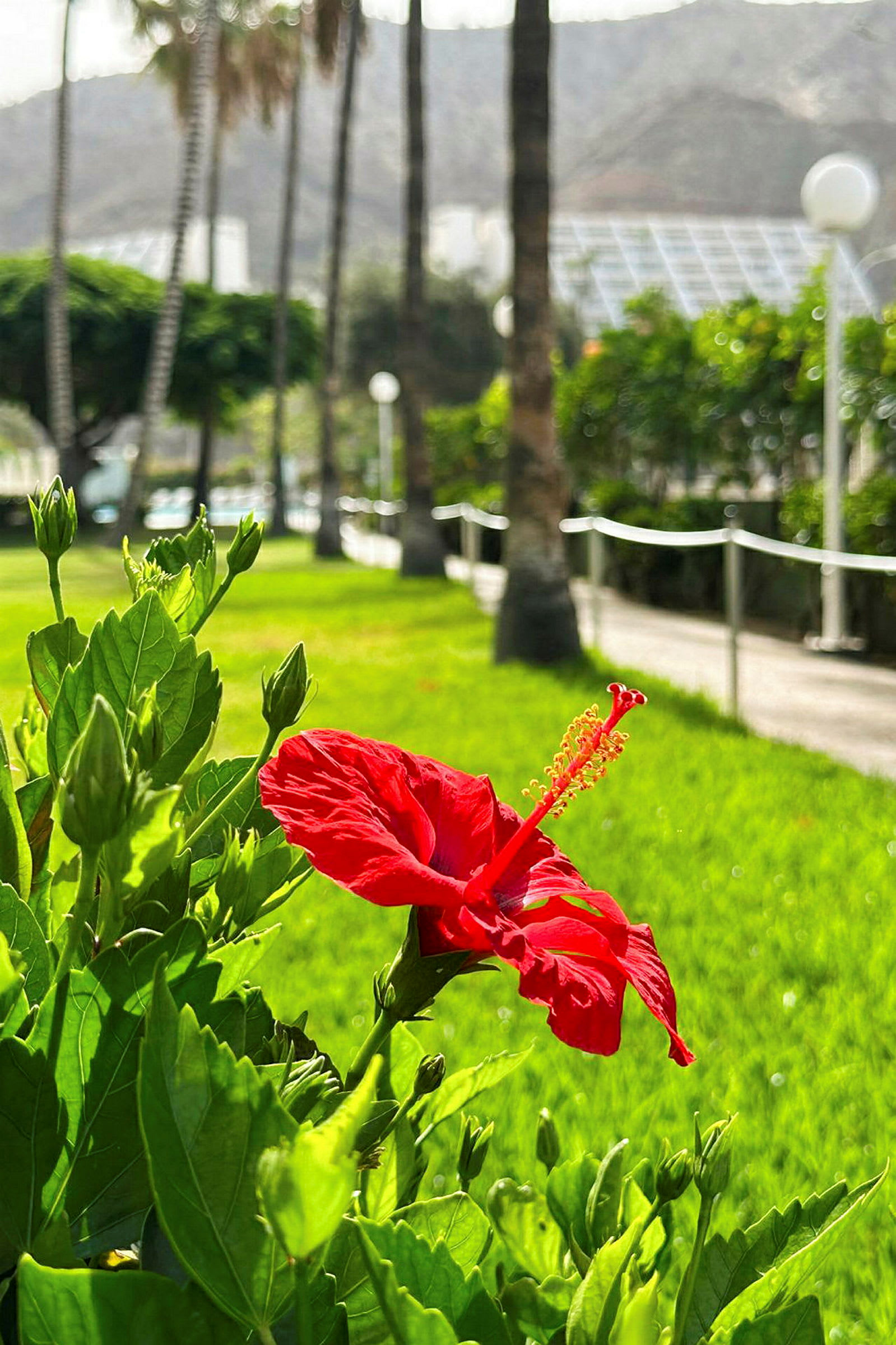 Nærbilde av en rød hibiskusblomst i en frodig hage. (AI-generert tekst)