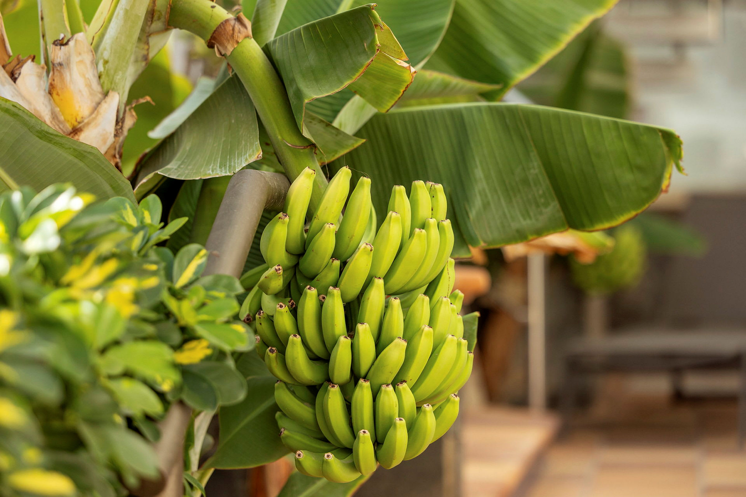 En klase med grønne bananer henger på en bananplante. (AI-generert tekst)