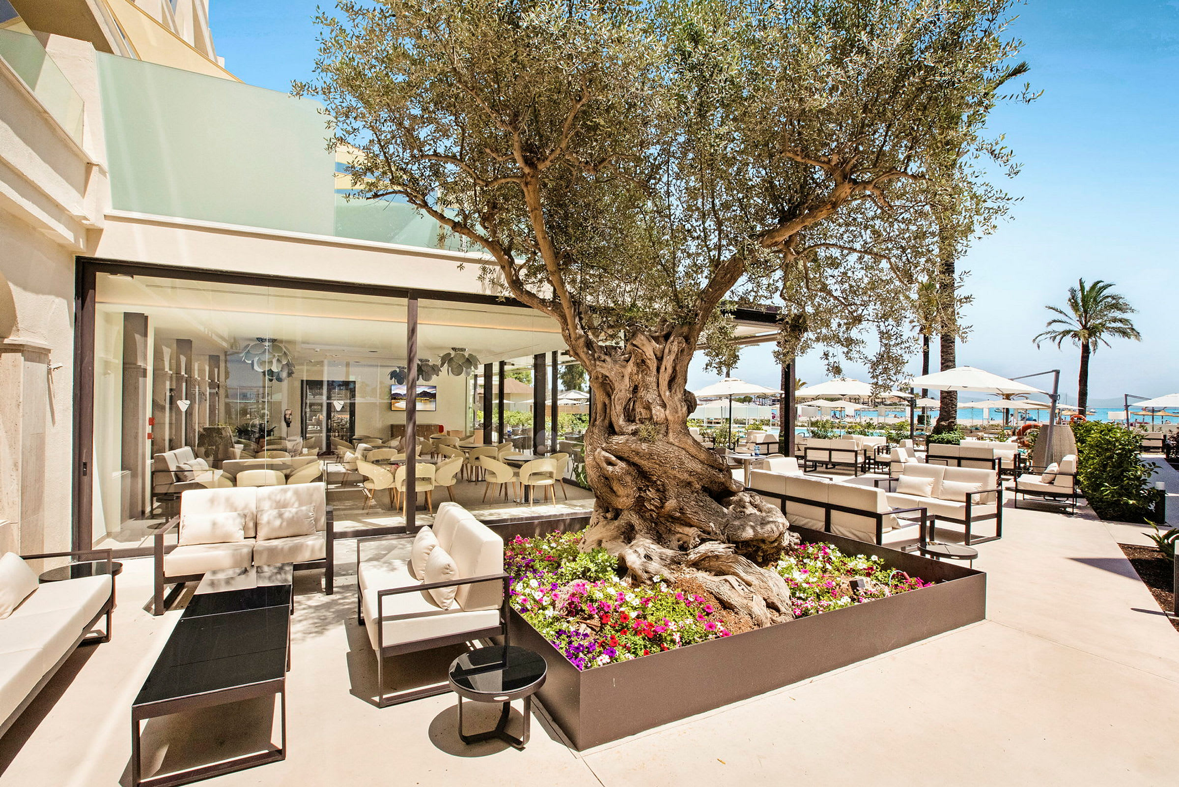 En utendørsområde ved en restaurant med et stort oliventre plantet i en blomsterkasse, sittegrupper og solskjermer i nærheten. (AI-generert tekst)