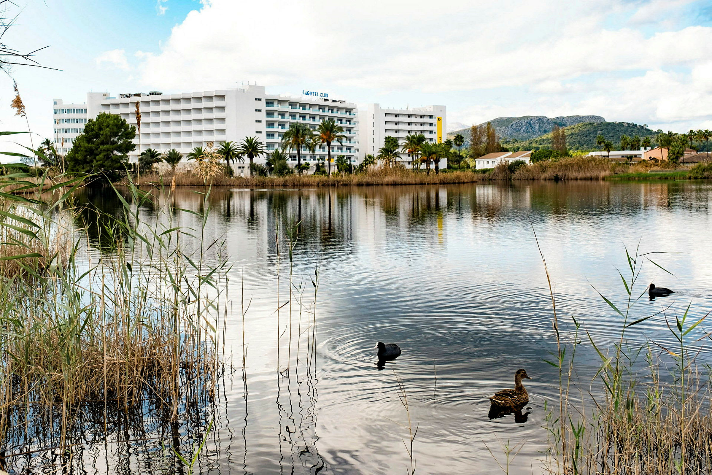 En innsjø med fugler som svømmer i forgrunnen og et hotell med hvit fasade i bakgrunnen. (AI-generert tekst)