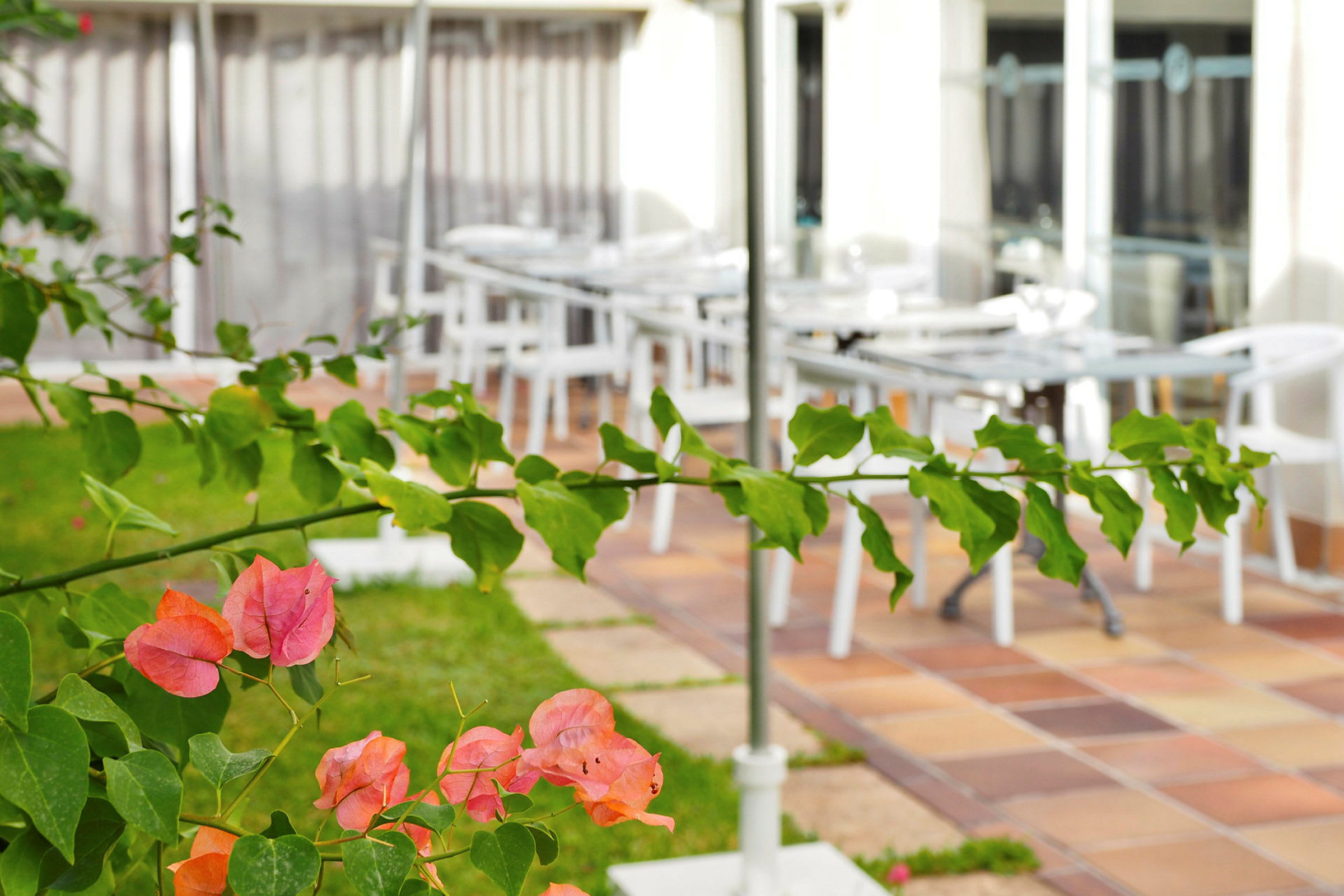 Nærbilde av grønne og fargerike planteblader med en utendørs terrasse i bakgrunnen. (AI-generert tekst)
