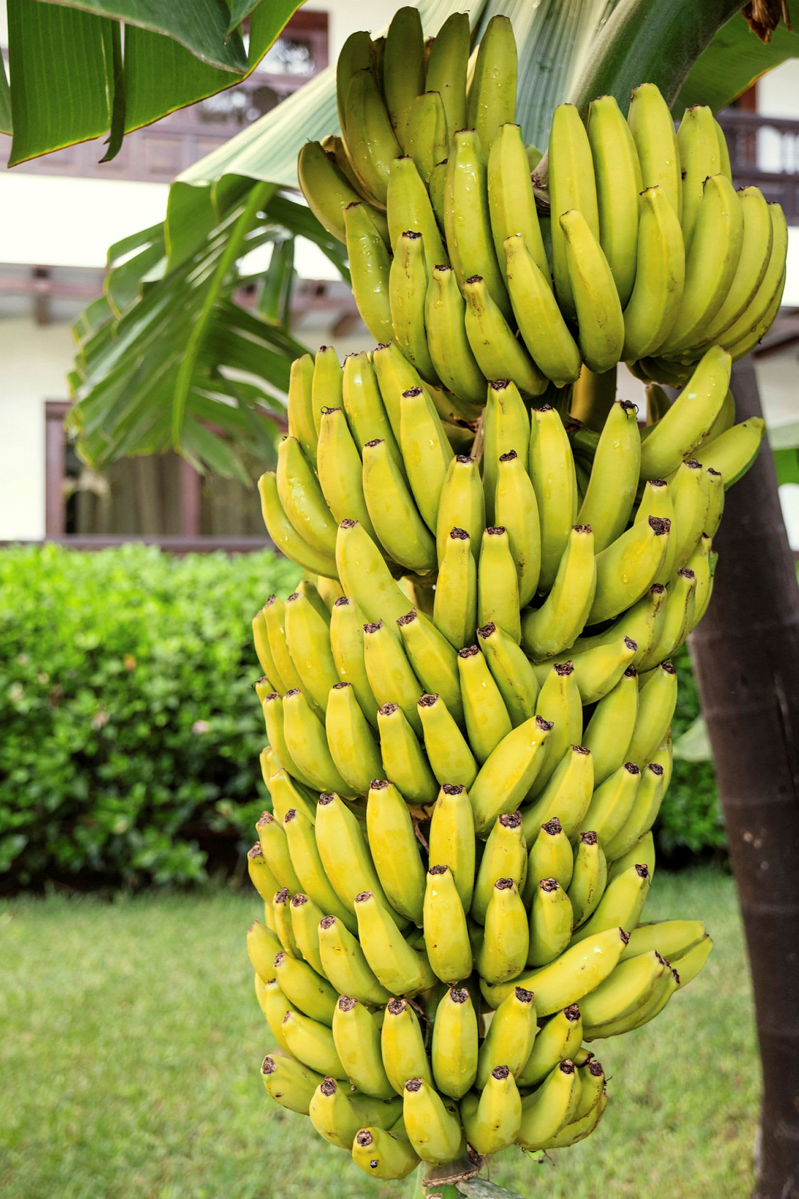 En klase med modne bananer henger på en bananplante. (AI-generert tekst)