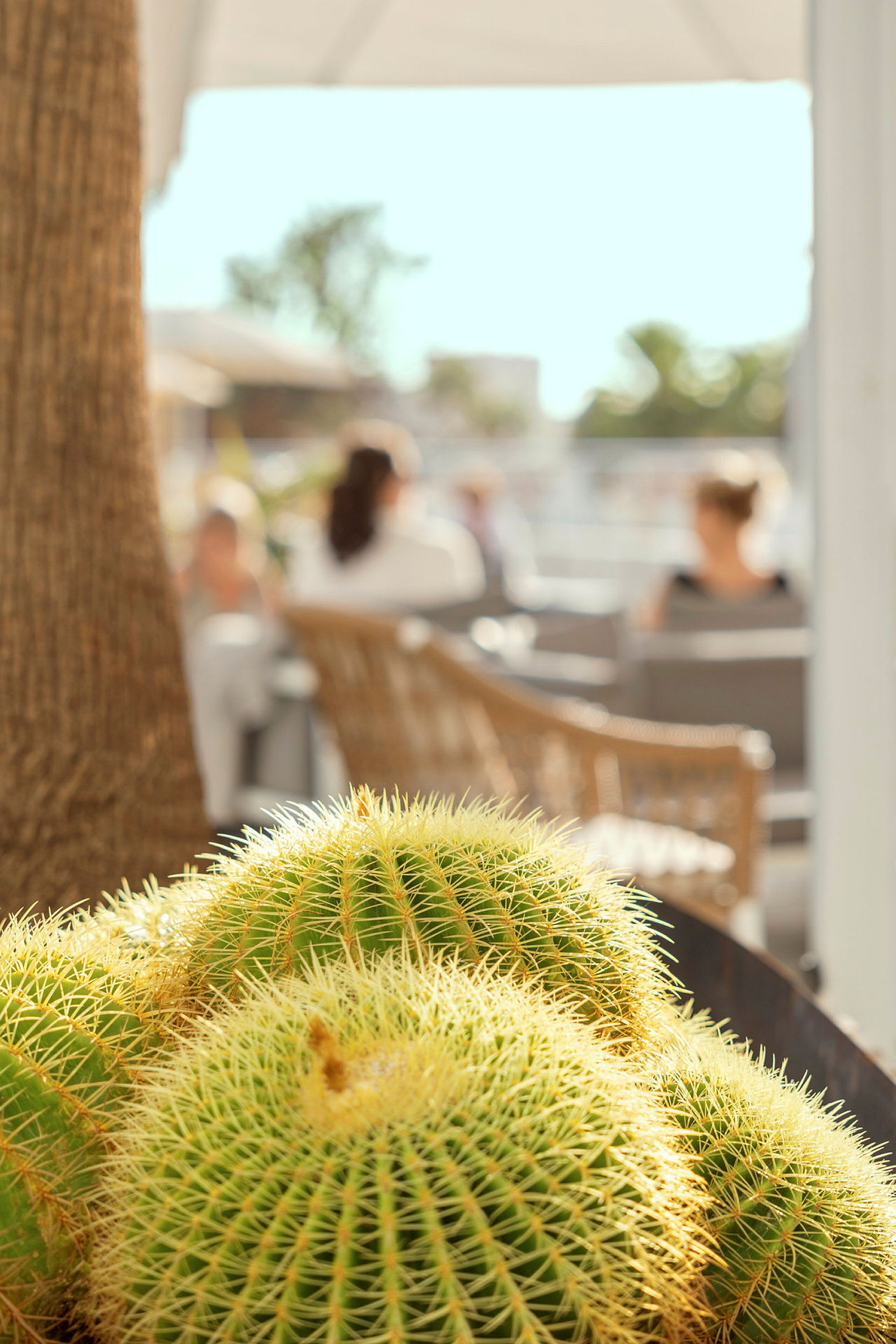 Nærbilde av flere kaktuser på en solfylt terrasse med mennesker sittende i bakgrunnen. (AI-generert tekst)