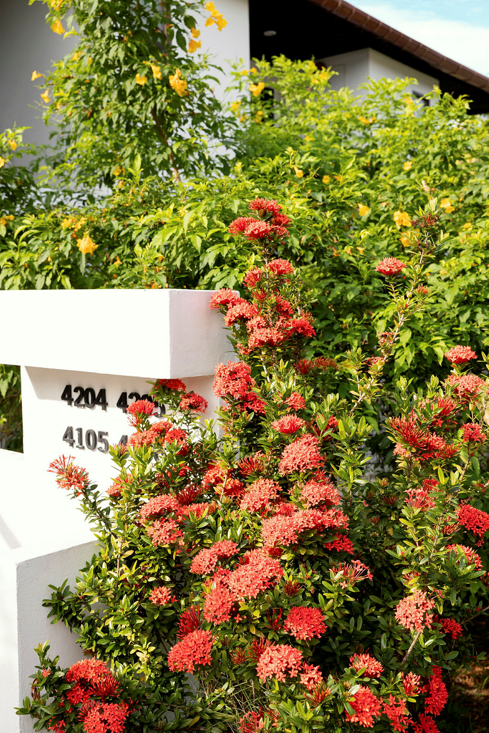 En hage med røde og gule blomster ved en hvit mur. (AI-generert tekst)