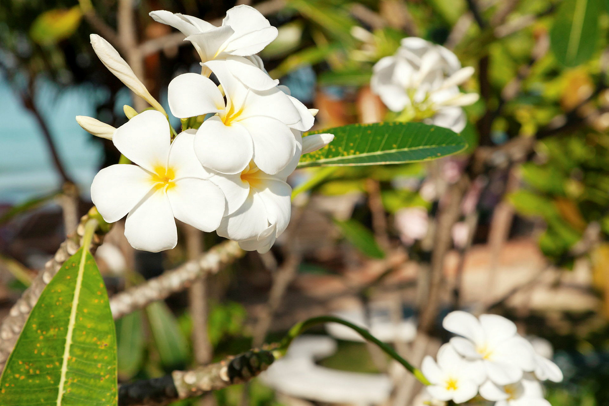 Nærbilde av hvite frangipani-blomster med gule sentre på en gren, omgitt av grønne blader. (AI-generert tekst)