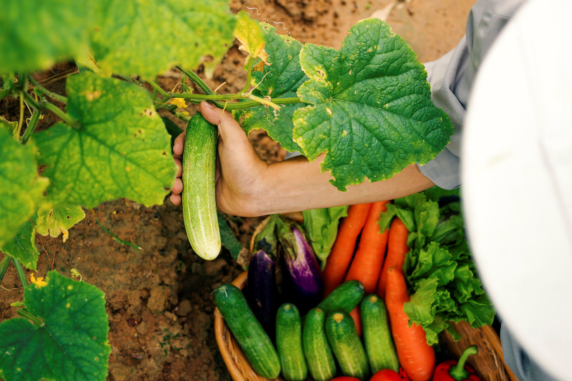En hånd plukker en agurk fra en plante. I bakgrunnen vises en kurv med ulike grønnsaker som gulrøtter, auberginer og tomater. (AI-generert tekst)