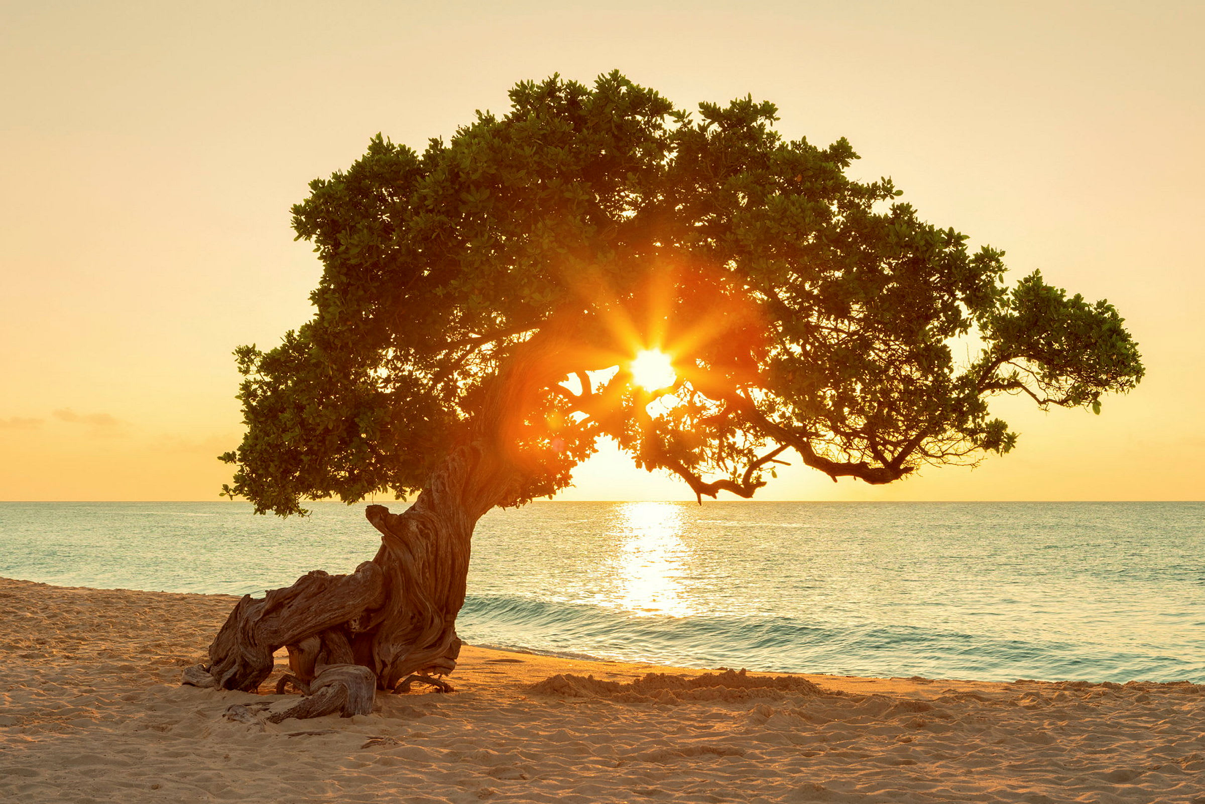En solnedgang ved havet med et stort tre i forgrunnen. (AI-generert tekst)