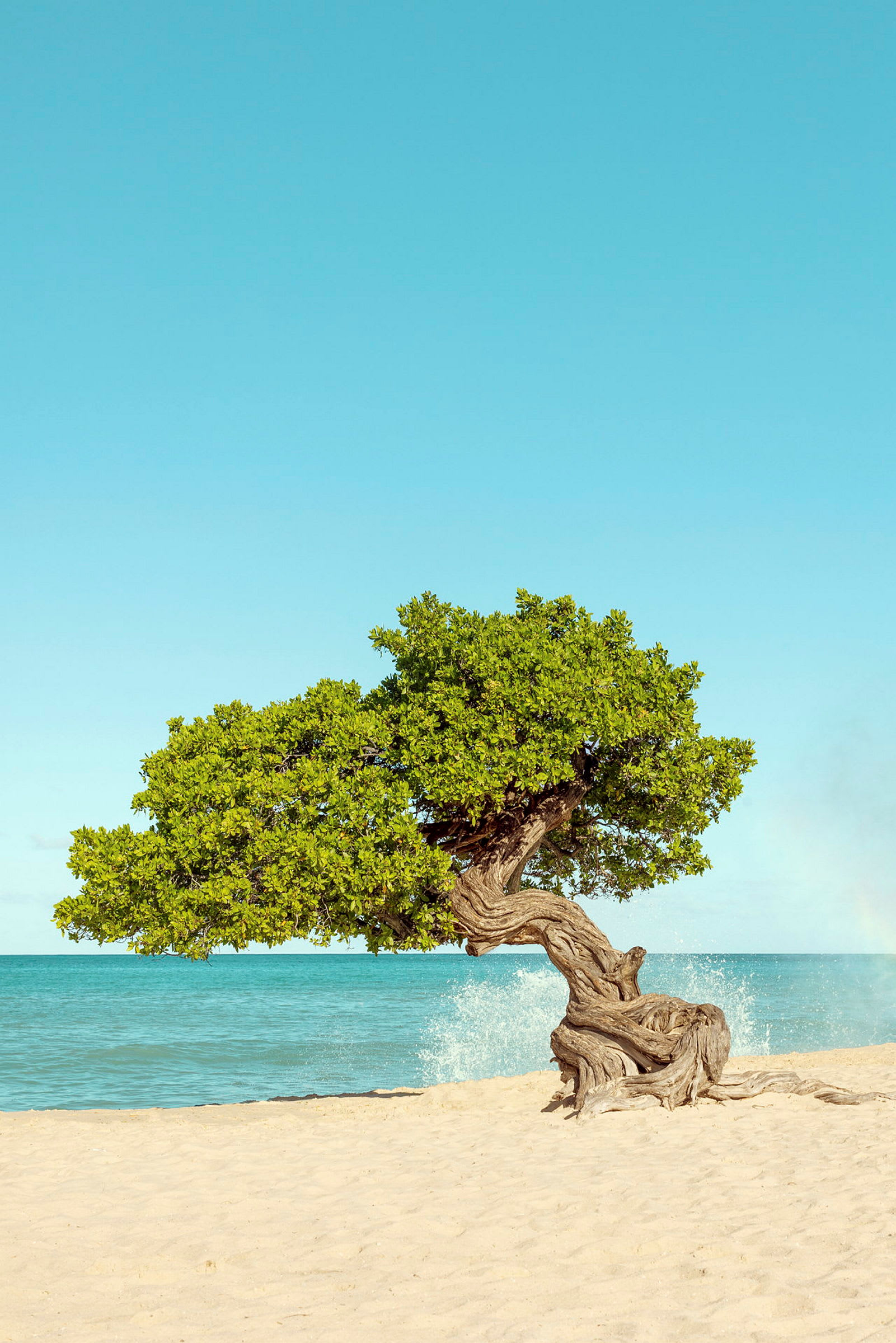 Bilde av et ensomt tre med knudrete grener på en sandstrand ved havet under en klar blå himmel. (AI-generert tekst)