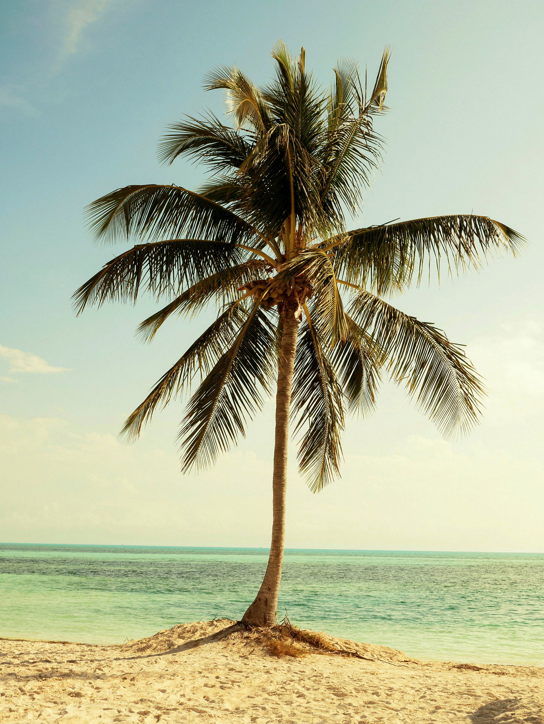 En ensom palme står på en sandstrand foran havet. (AI-generert tekst)