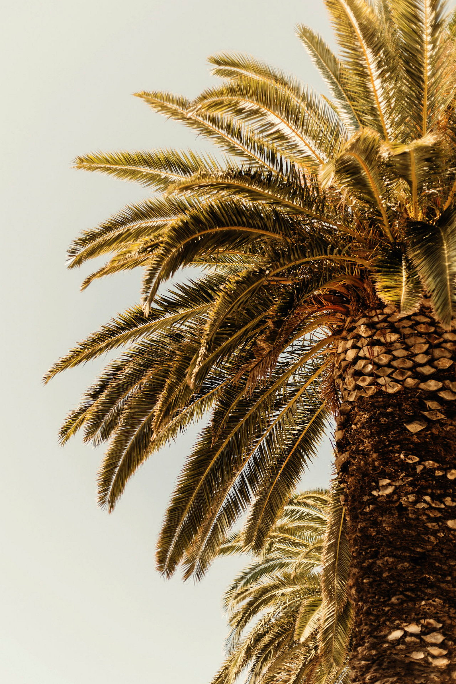 Bilde av en palme med synlige blader og stamme. (AI-generert tekst)