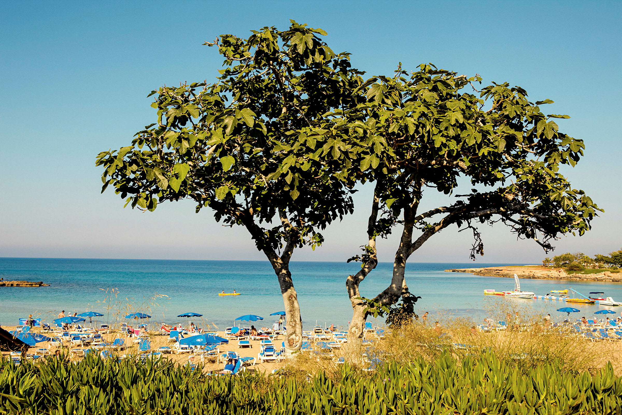 Strand med parasoller og hav i bakgrunnen, tre i forgrunnen. (AI-generert tekst)