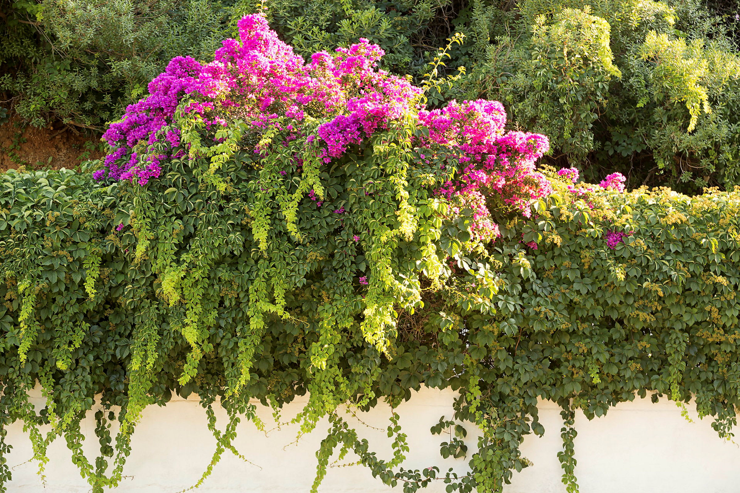 En grønn plante med rosa blomster henger over en hvit mur. (AI-generert tekst)