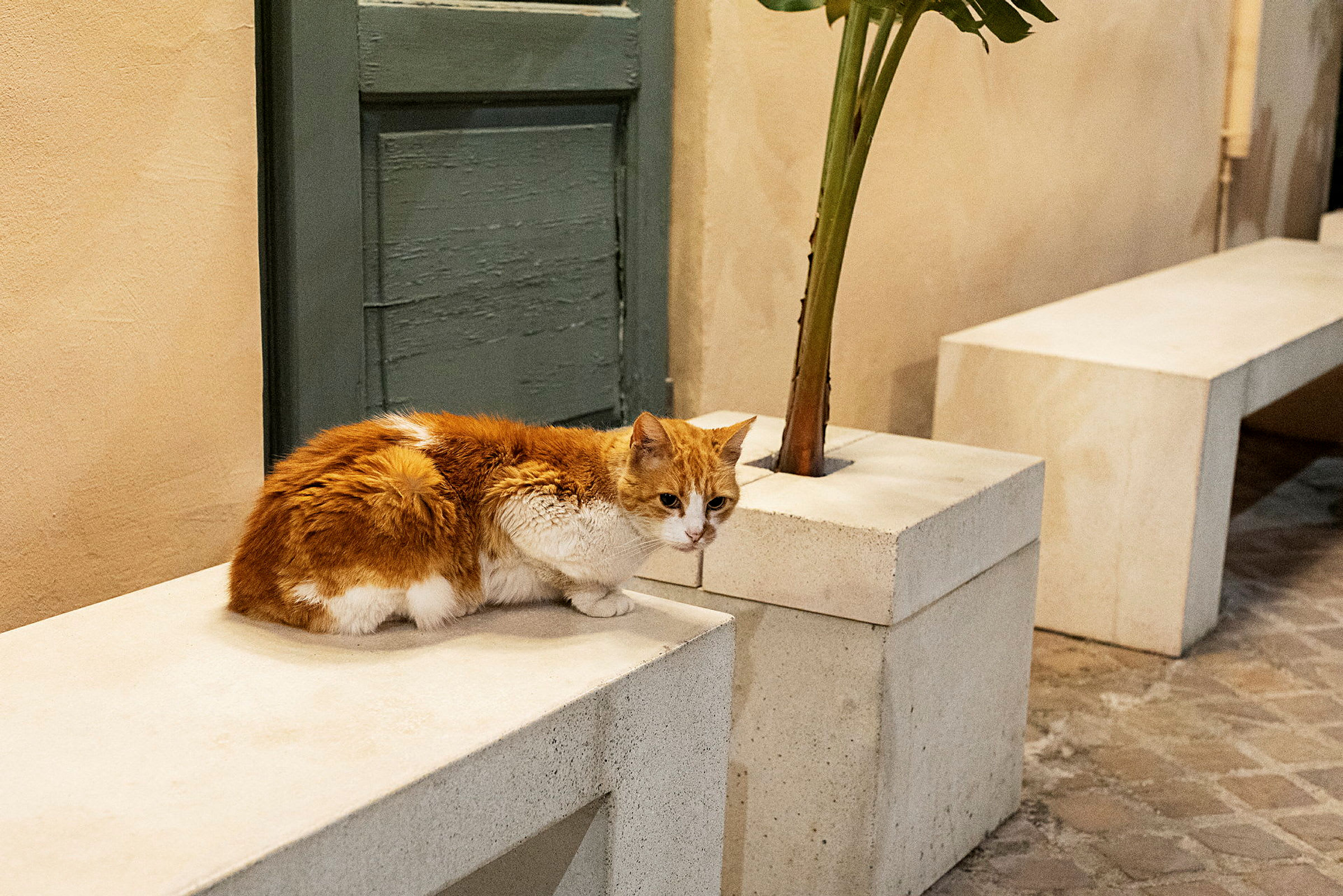 Bilde av en oransje og hvit katt som sitter på en steinbenk ved siden av en plante. (AI-generert tekst)