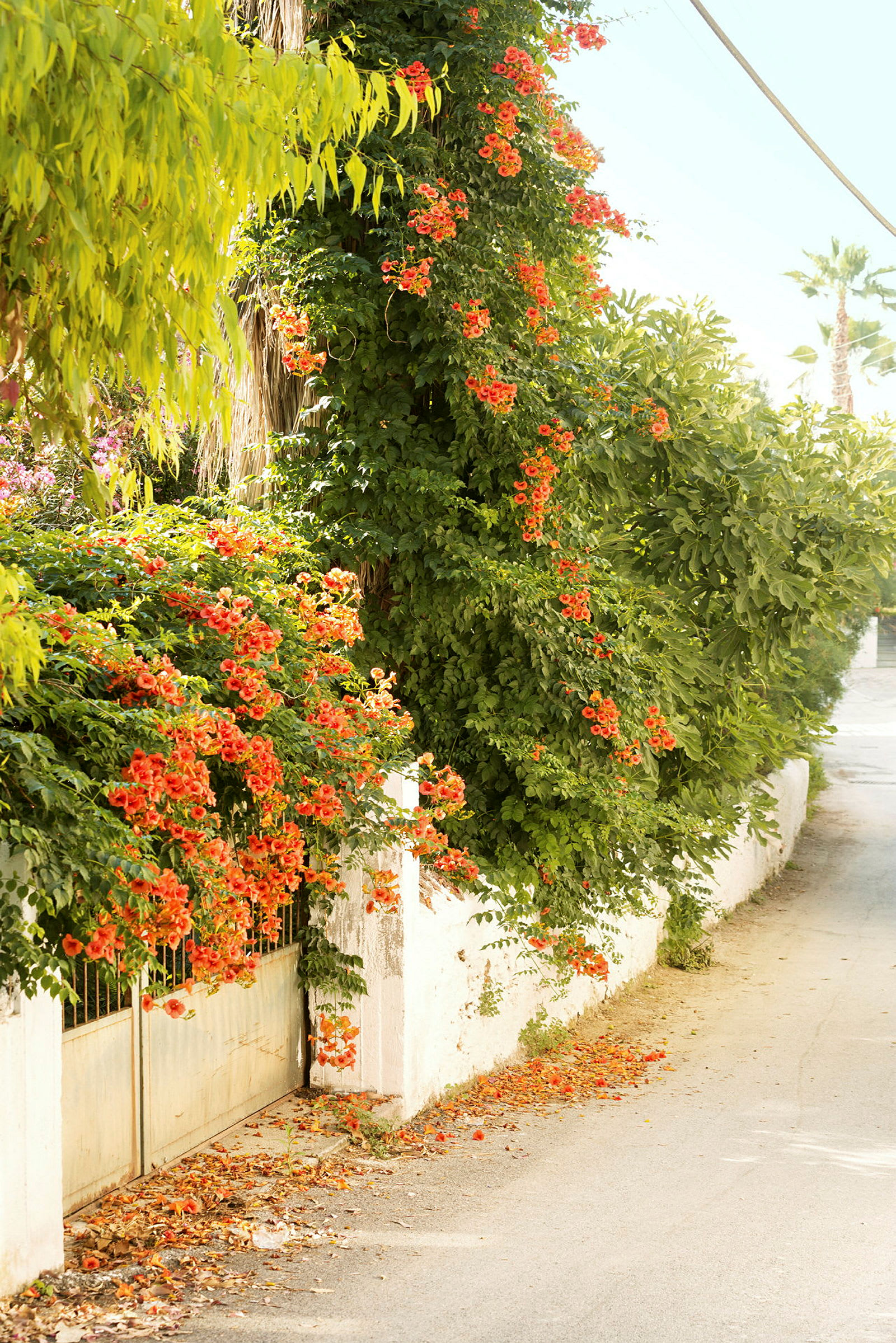 En port med en overgrodd plante pyntet med oransje blomster ved siden av en vei. (AI-generert tekst)