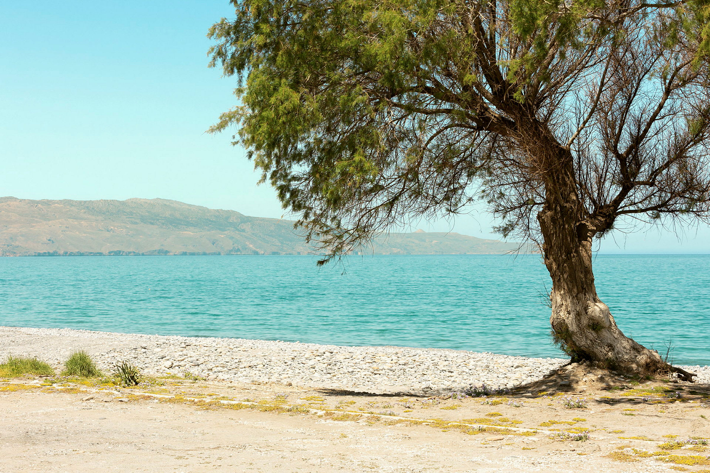 Et tre ved en steinete strand med hav og åser i bakgrunnen. (AI-generert tekst)
