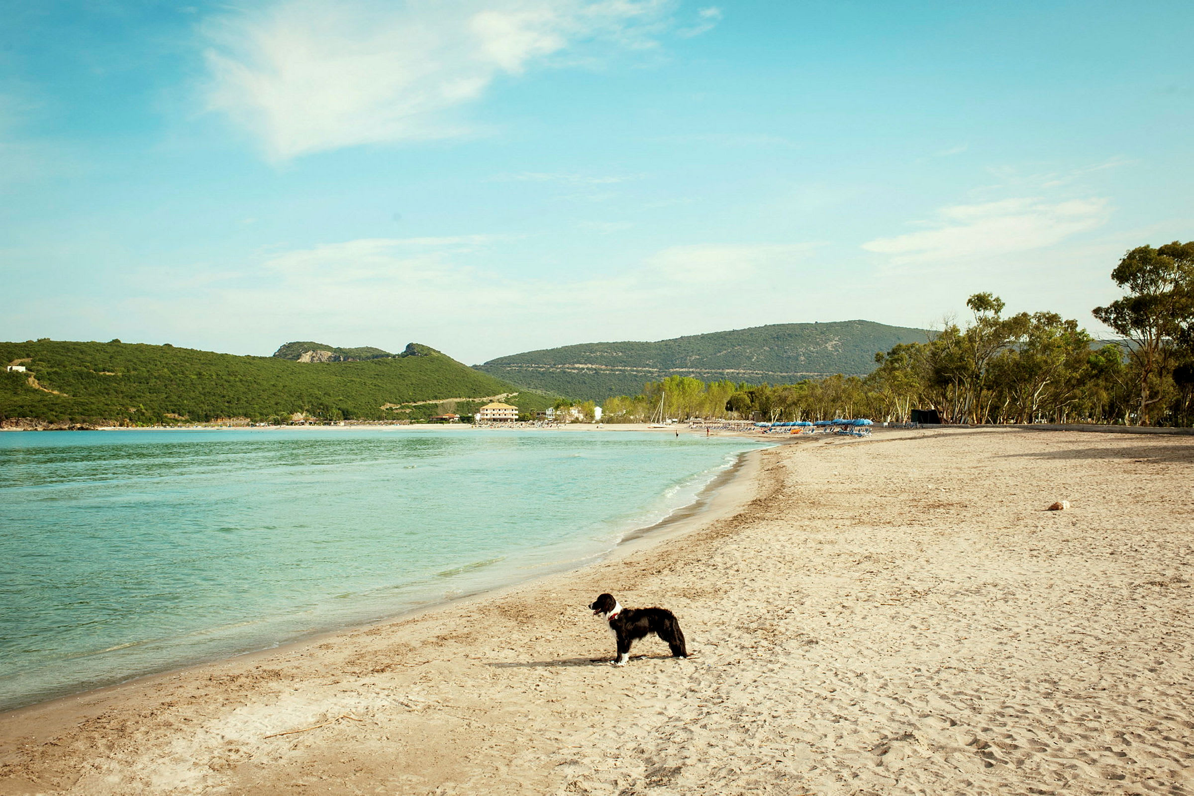 En strand med en hund som står nær vannkanten. (AI-generert tekst)