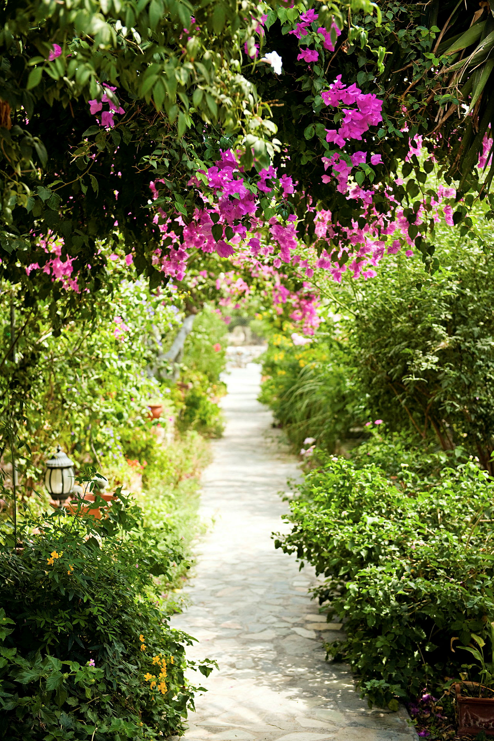 En hagegang av stein omkranset av grønt og rosa blomster hengende fra trærne. (AI-generert tekst)