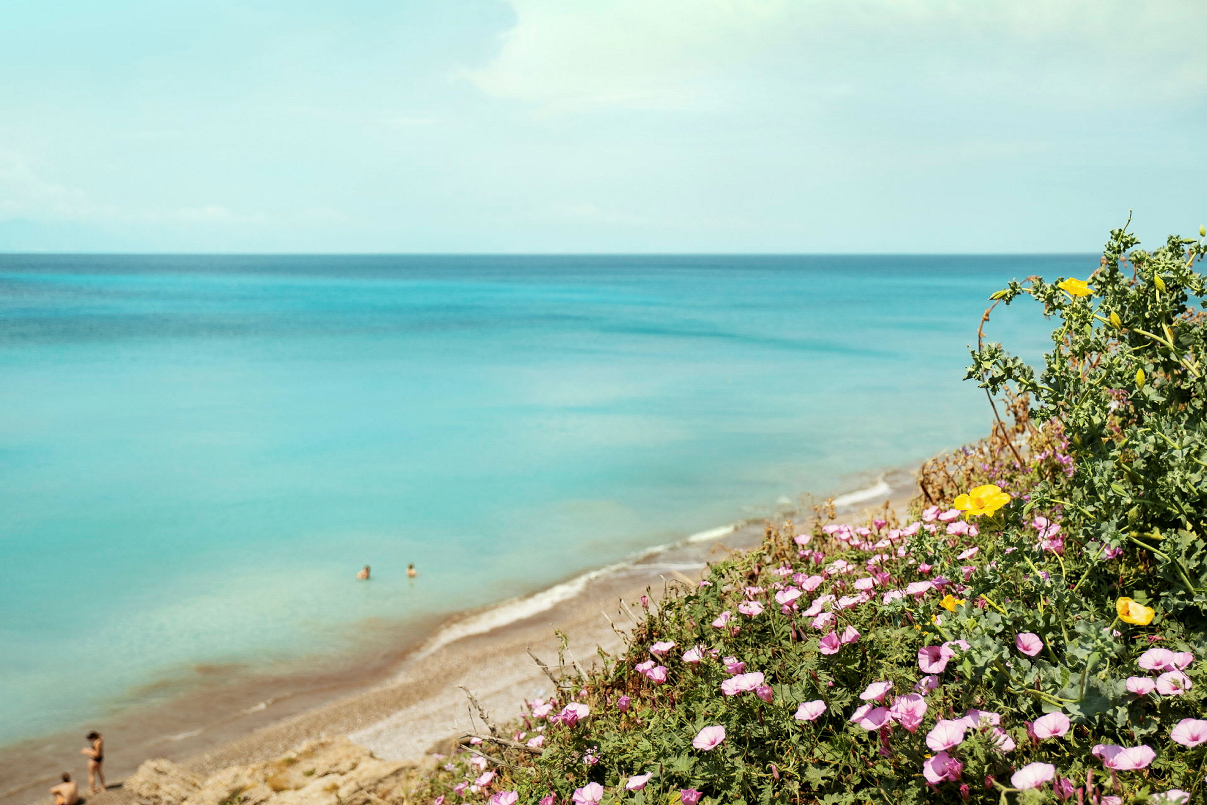 Blomster i forgrunnen med en sandstrand og havet i bakgrunnen. (AI-generert tekst)