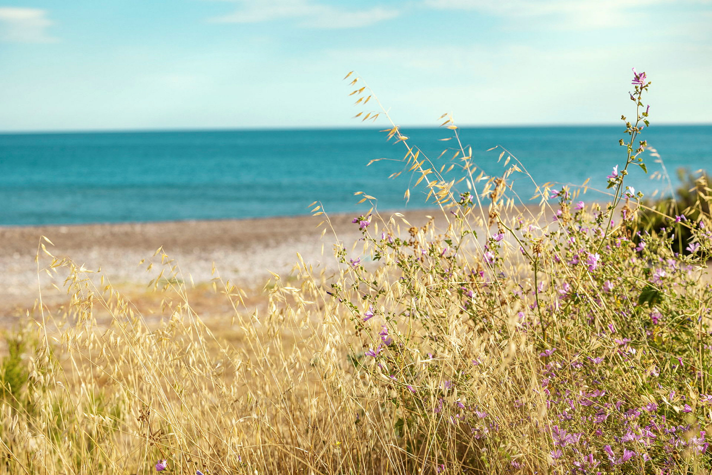 Bilde av strand med klart blått hav, tørt gress og lilla blomster i forgrunnen. (AI-generert tekst)