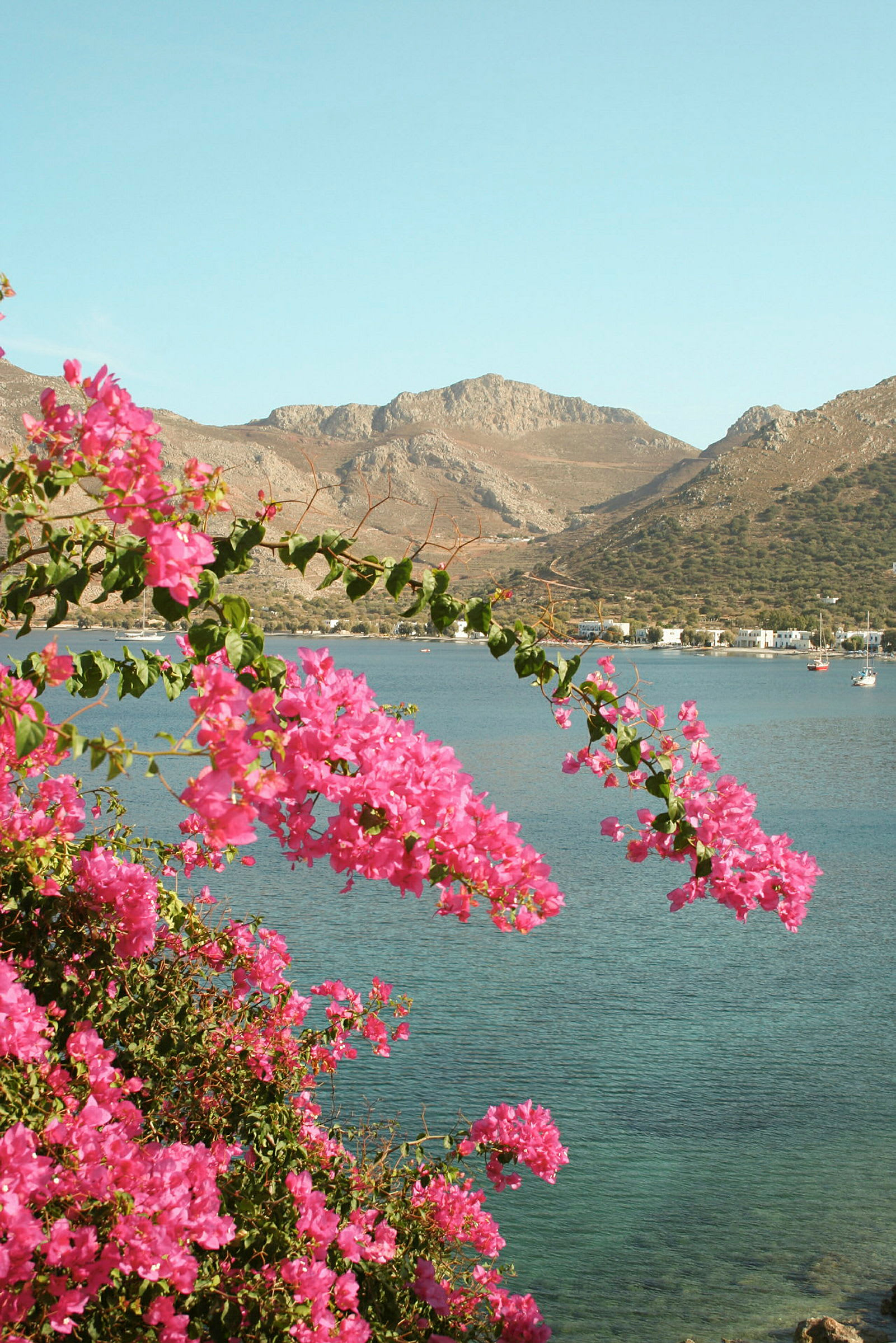 Landskap med blomster i forgrunnen, havet og fjellene i bakgrunnen. (AI-generert tekst)