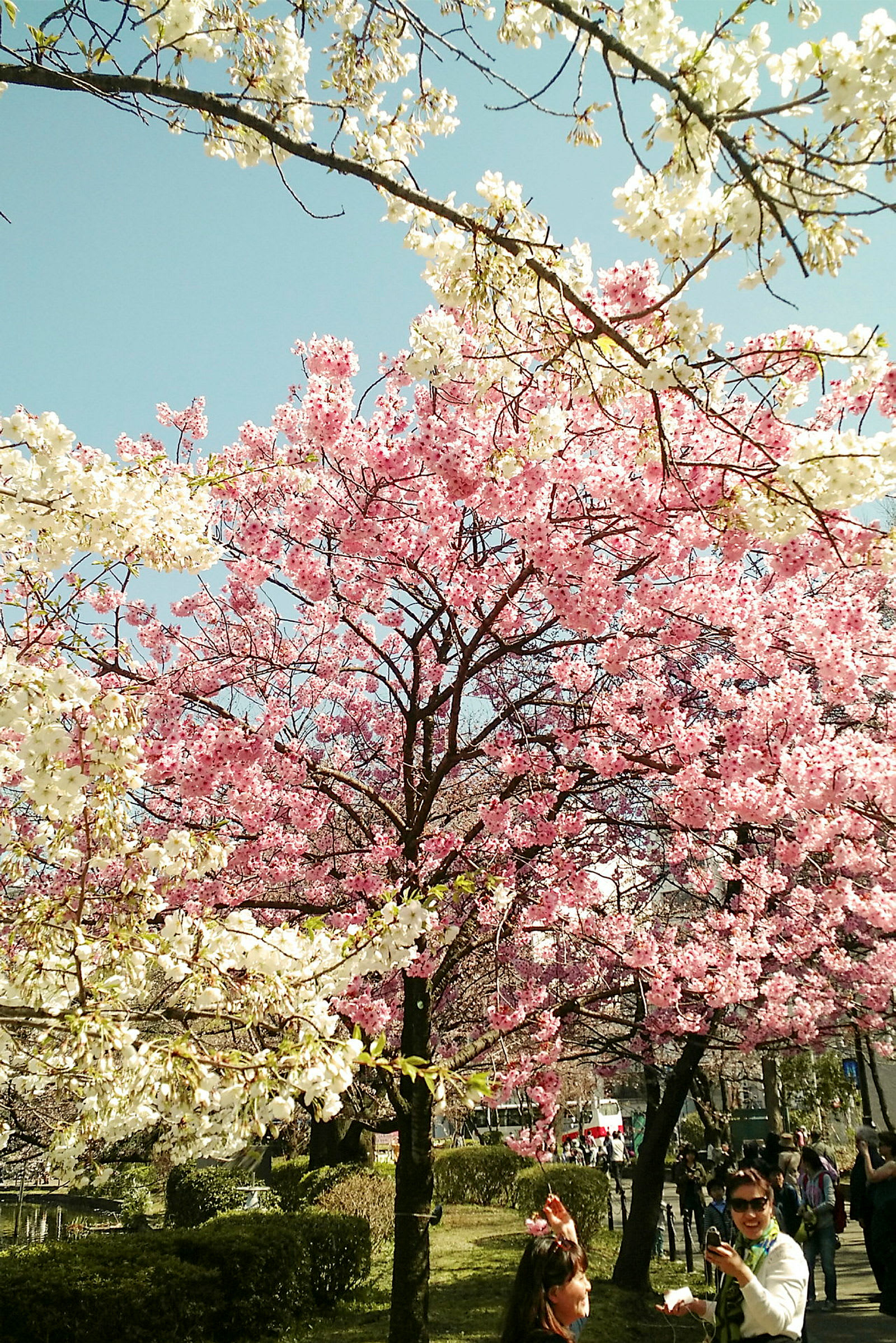 Et tre fylt med hvite og rosa blomster i en park, under en klar blå himmel. (AI-generert tekst)
